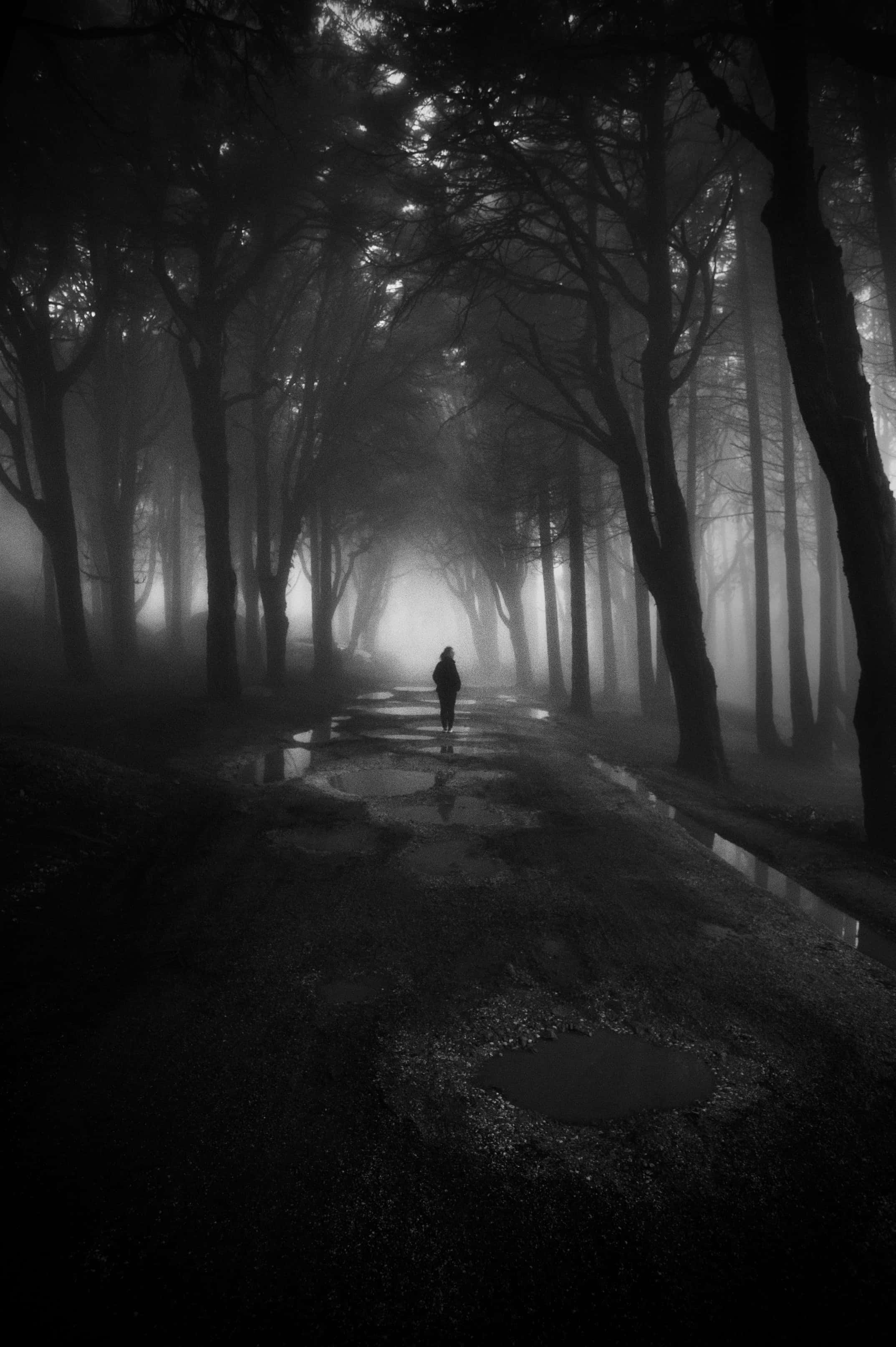 Alone 桌布 壁紙 — 一個孤獨的身影在昏暗的天空下，沿著兩旁高聳樹木的霧氣森林小徑行走。