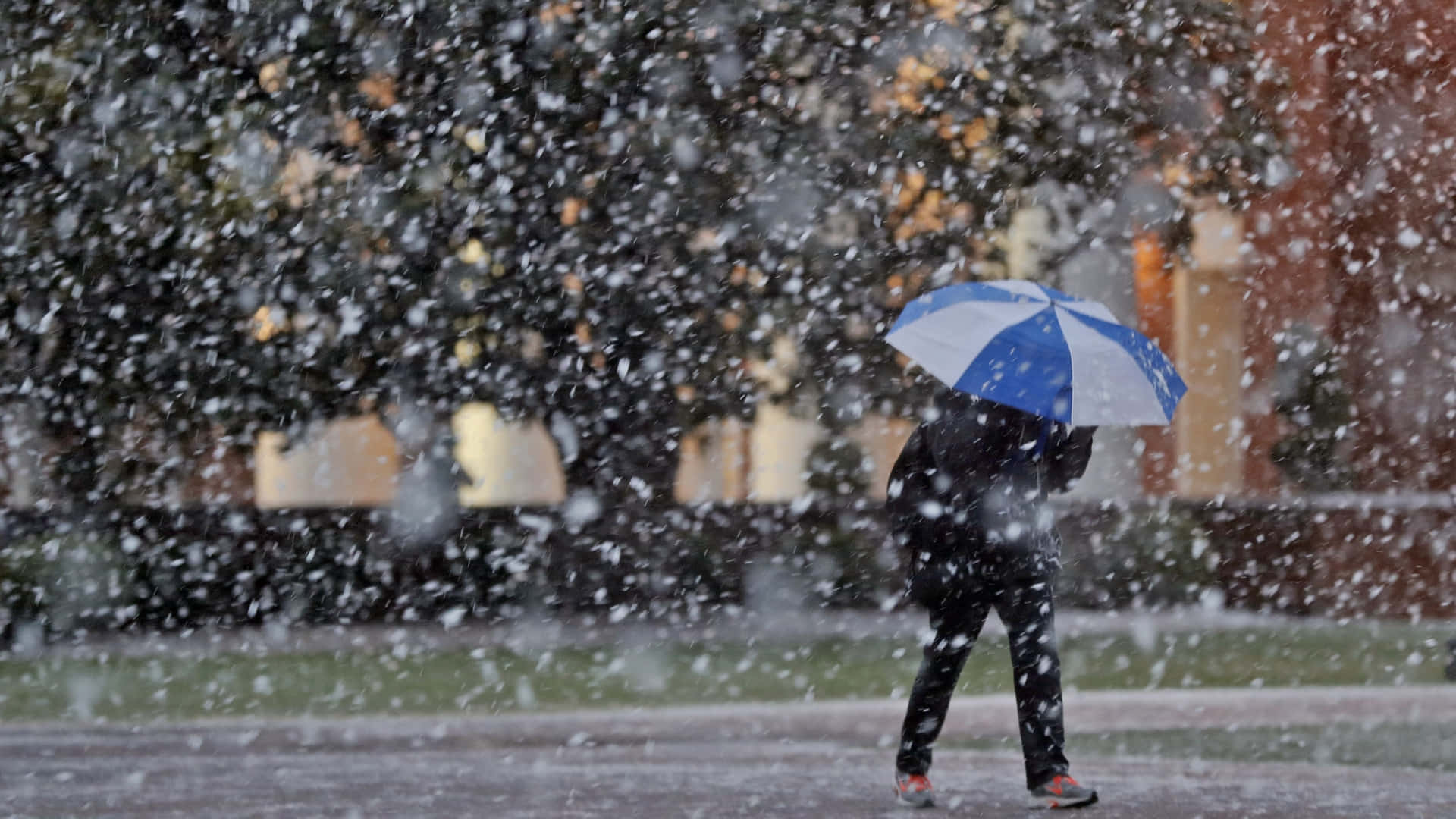 Raining 桌布 壁紙 — 一個孤獨的身影在漫天大雪中行走，手持一把藍白相間的雨傘，背景是模糊的城市景觀。
