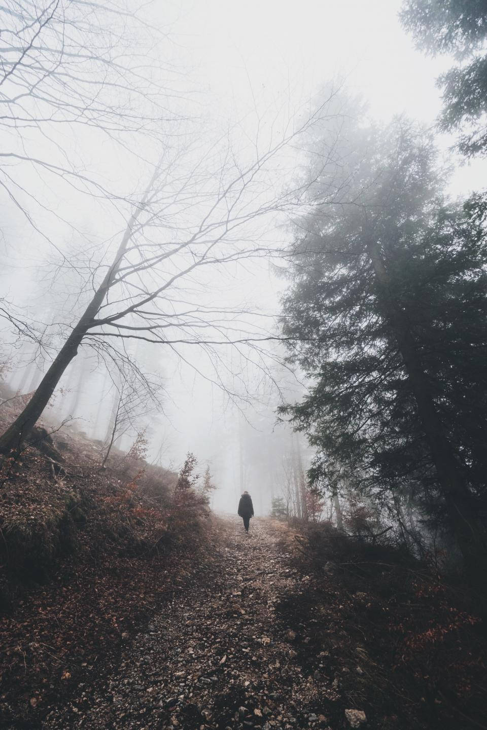 Foggy 桌布 壁紙 — 一個孤獨的身影在霧氣瀰漫的森林小徑上行走，兩旁是光禿的樹木和常青樹，天空灰濛濛的。