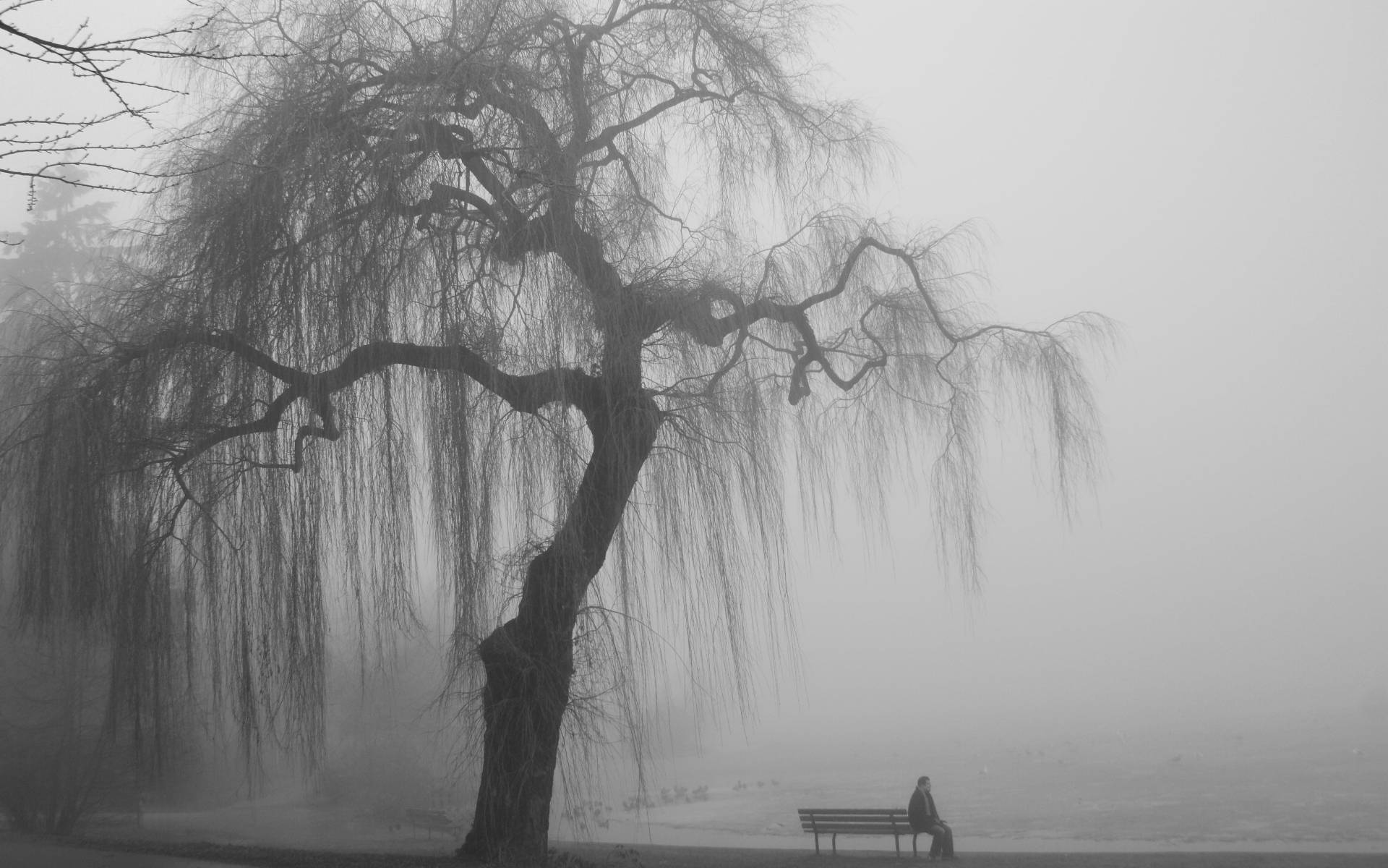 Alone 桌布 壁紙 — 一個孤獨的身影坐在長椅上，上方是濃霧籠罩的垂柳，營造出憂鬱而寧靜的氛圍。