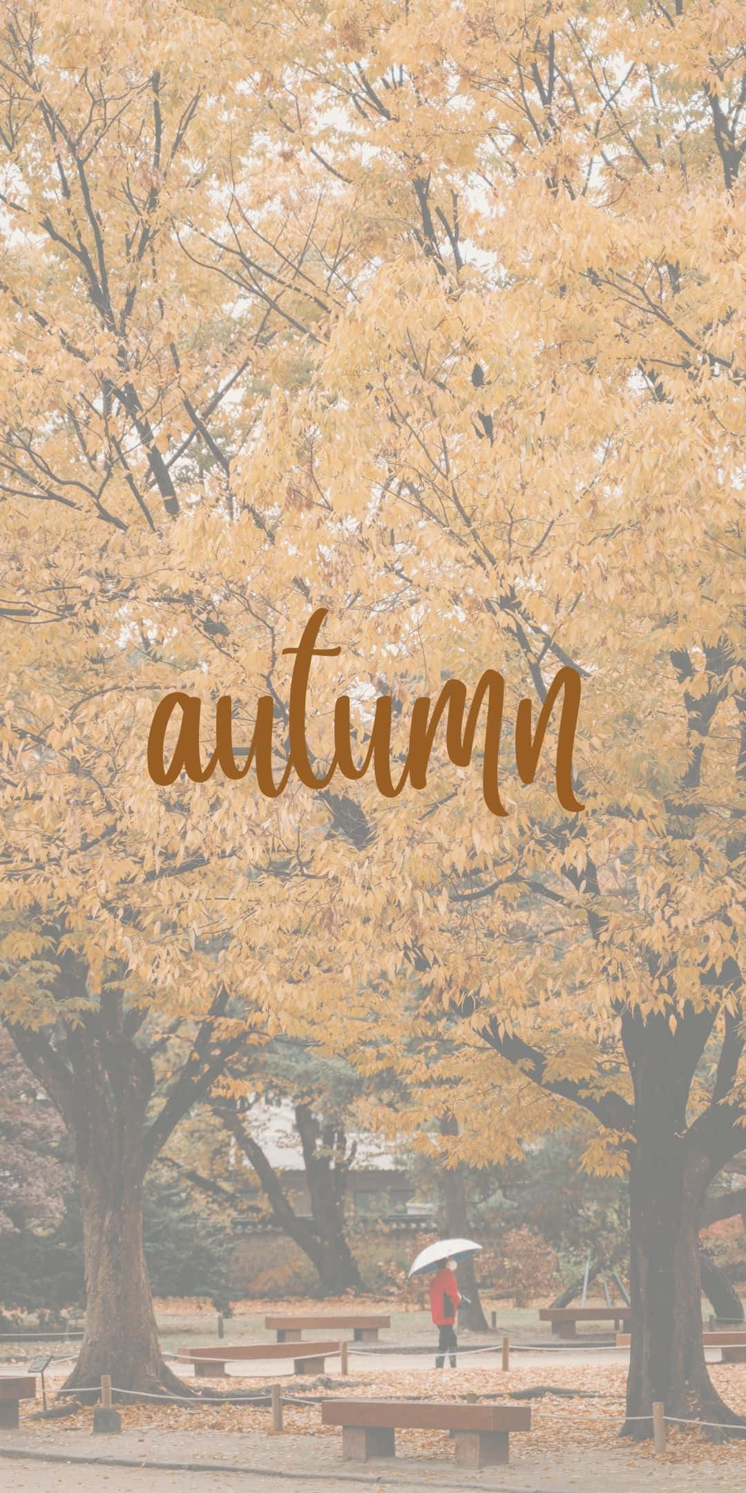 Android Autumn 桌布 壁紙 — 一個孤獨的身影撐著雨傘，在寧靜的公園裡，走過金黃秋葉的樹冠下。
