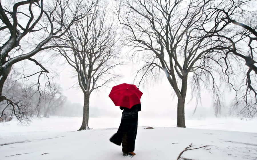 High Resolution Snow 桌布 壁紙 — 一個孤獨的身影撐著鮮紅色的雨傘，穿過由光禿樹木框住的雪地公園。