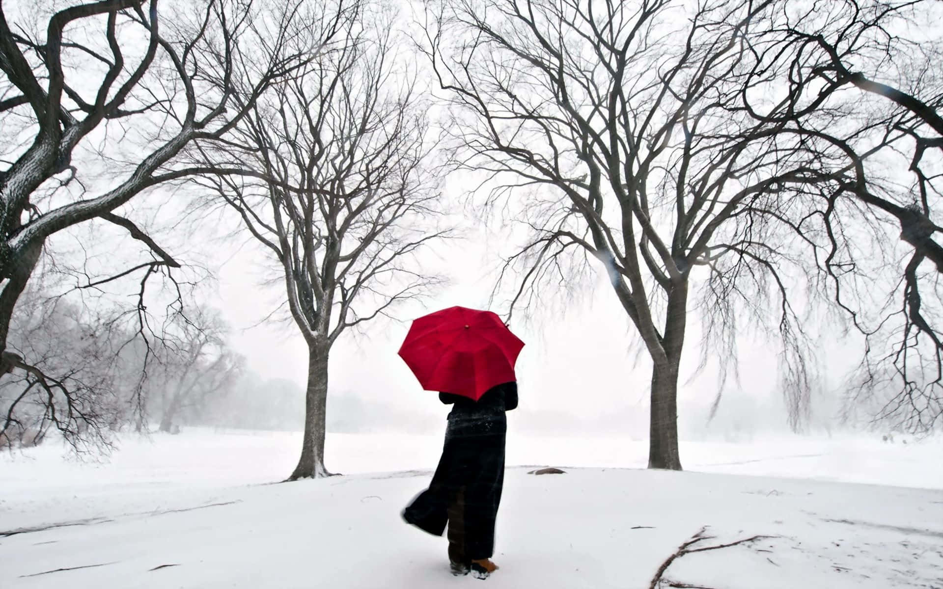 High Resolution Snow 桌布 壁紙 — 一個孤獨的身影撐著鮮紅色的雨傘，穿過被光禿禿的冬季樹木環繞的雪地公園。