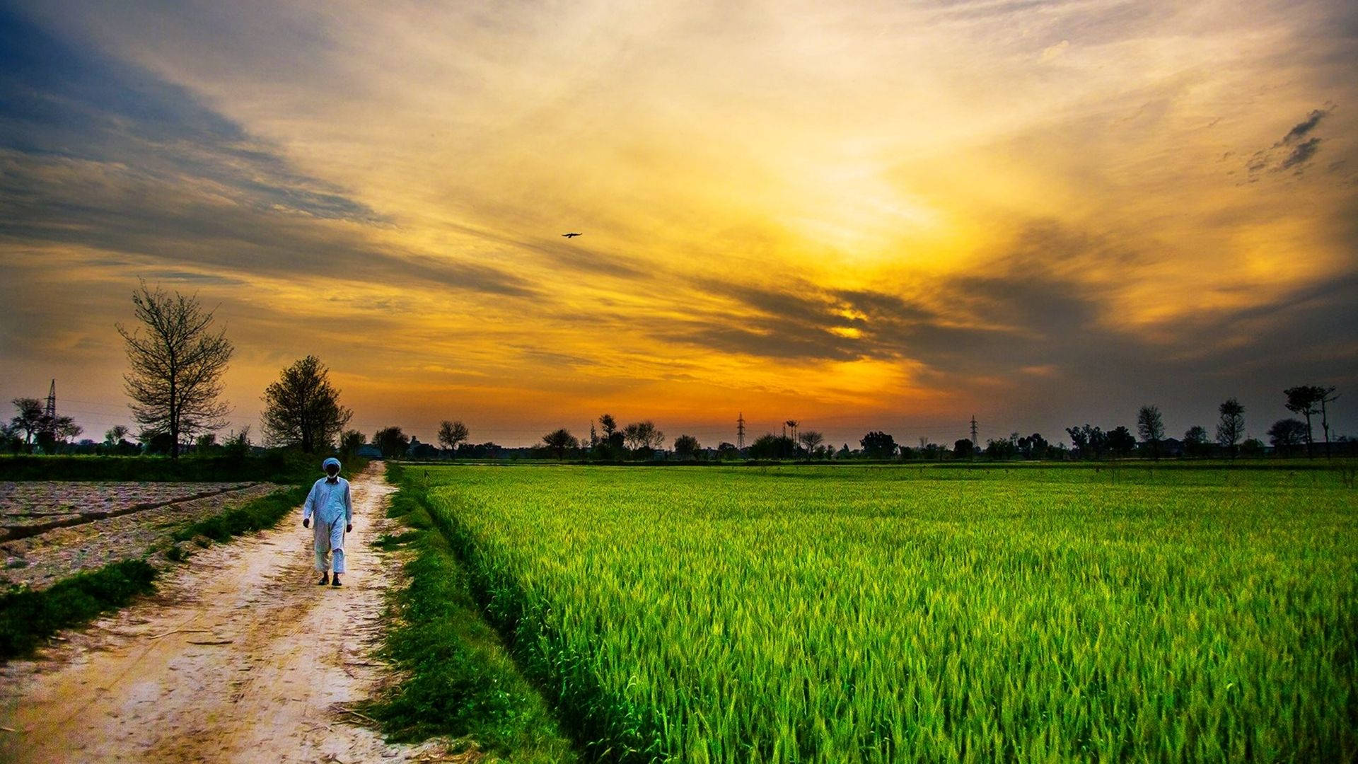 Pakistan 桌布 壁紙 — 一個孤獨的身影沿著泥土小徑穿過翠綠的稻田，背景是戲劇性的金色日落天空。