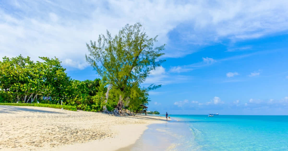 Caribbean Island 桌布 壁紙 — 一個孤獨的身影沿著純淨的白色沙灘行走，沙灘兩旁是茂密的綠樹，上方是明亮的藍天，點綴著幾朵白雲。