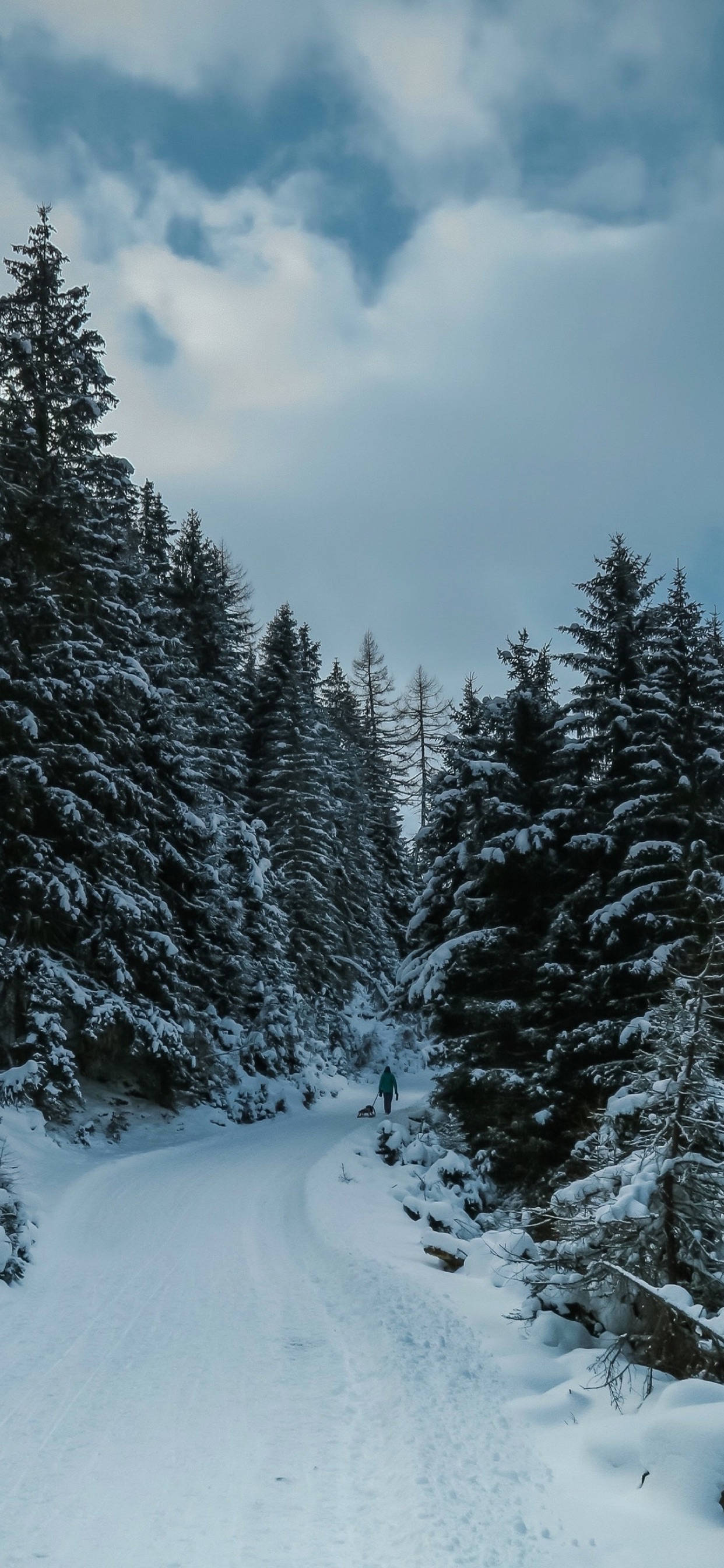 冬季 iPhone 壁紙 桌布 壁紙 — 一個孤獨的身影沿著蜿蜒的積雪小徑穿過茂密的積雪常綠樹林，天空多雲。