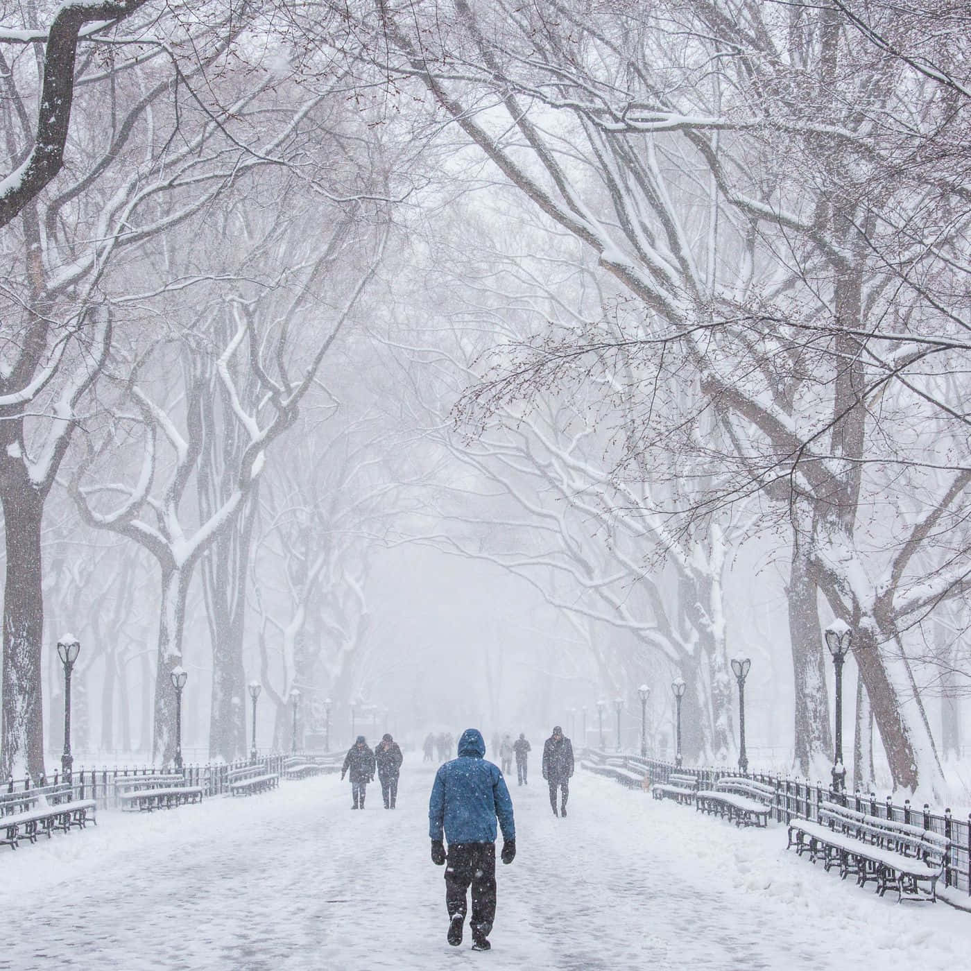 Snowstorm 桌布 壁紙 — 一個孤獨的身影穿著藍色外套，在大雪中沿著一條被雪覆蓋、兩旁種滿光禿樹木和長椅的公園小徑行走。