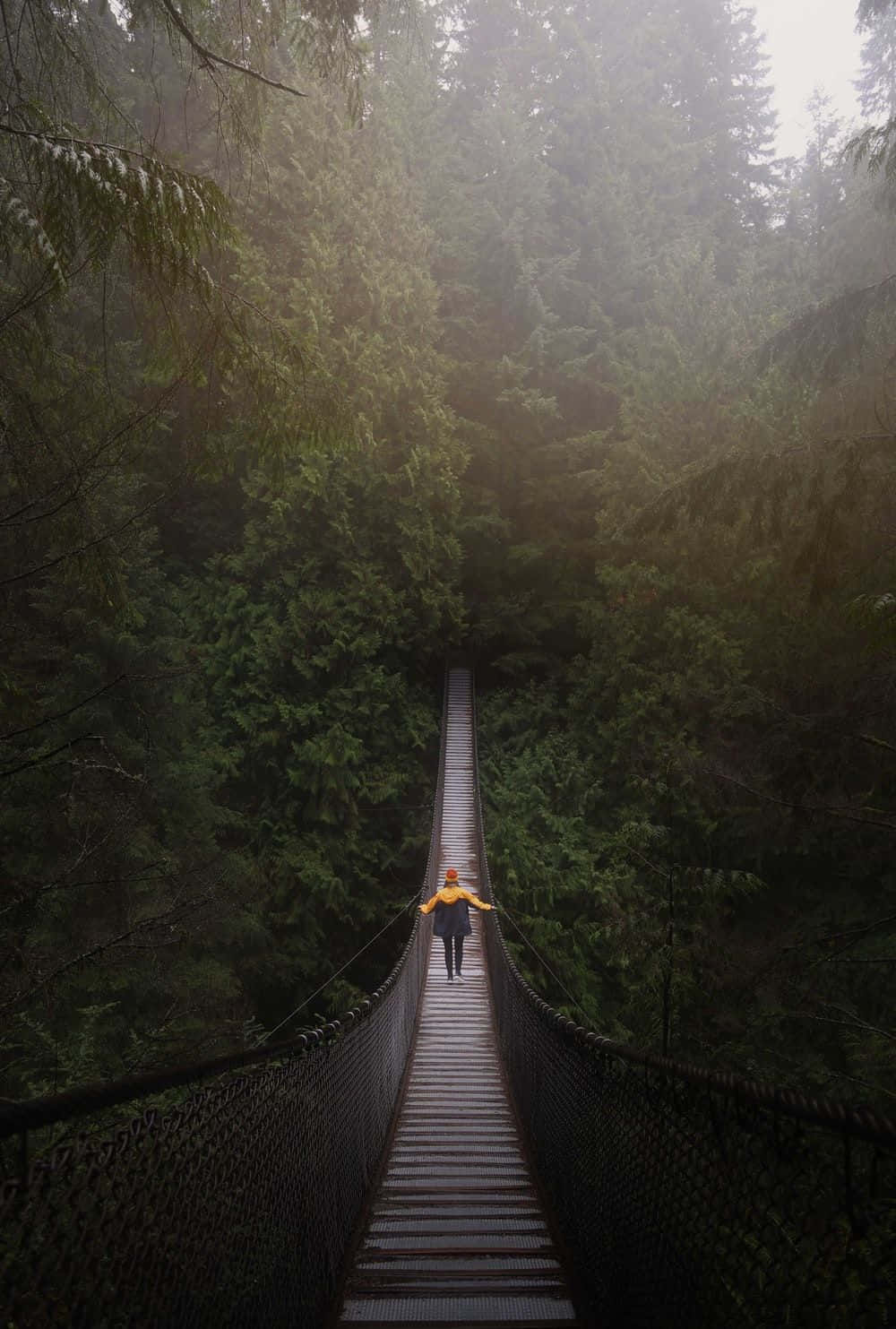bridge 桌布 壁紙 — 一個孤獨的身影穿著黃色外套，在狹窄的吊橋上走過霧氣瀰漫的常綠森林。