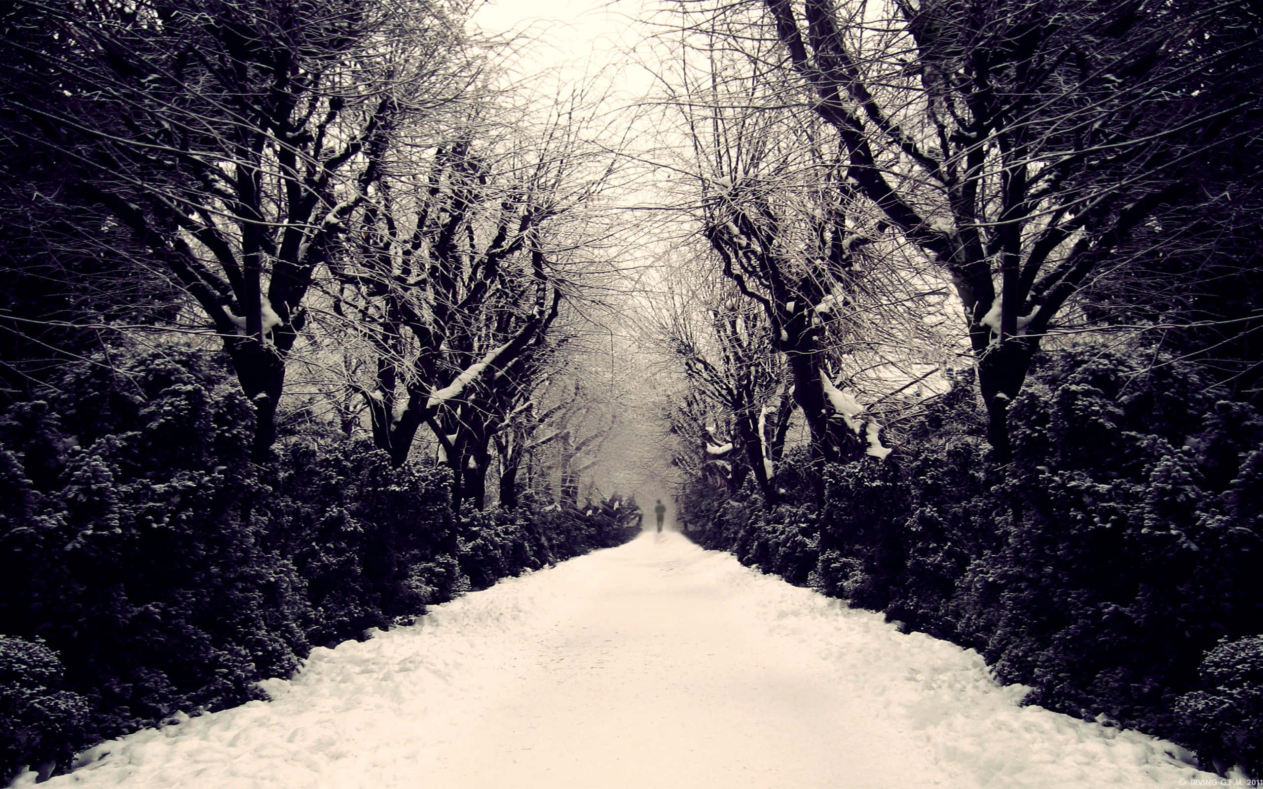Road 桌布 壁紙 — 一個孤獨的身影走在一條被白雪覆蓋的小徑上，兩旁是光禿禿的冬日樹木，天空陰沉。