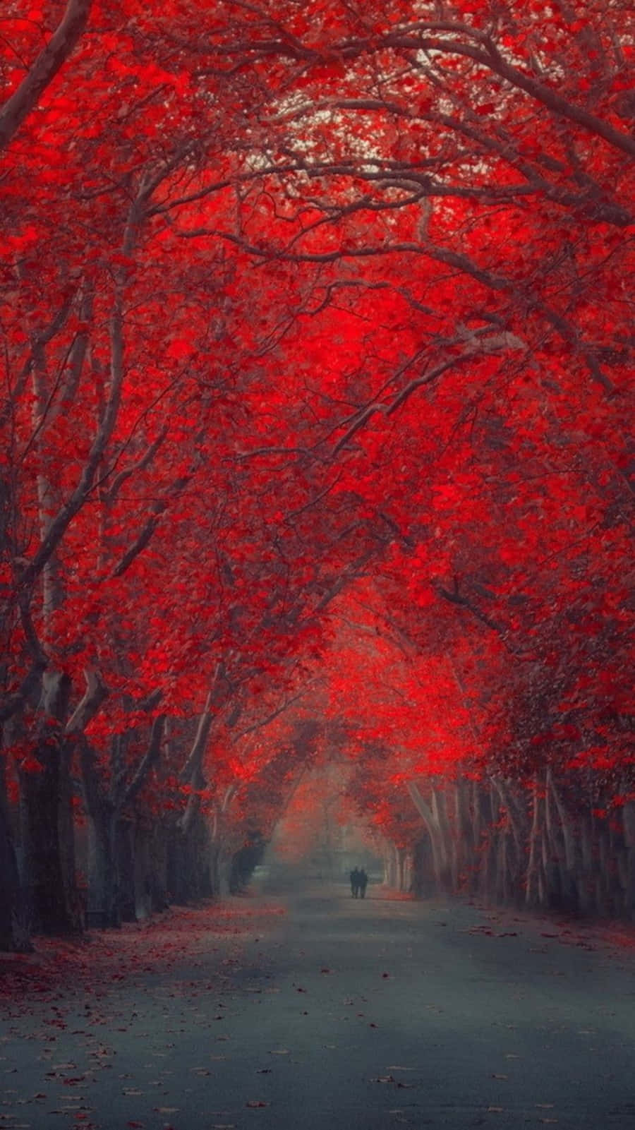 Red Abstract 桌布 壁紙 — 一個孤獨的身影走在一條霧氣瀰漫的小徑上，兩旁是高聳的樹木，頭頂上是鮮豔的深紅色樹葉。