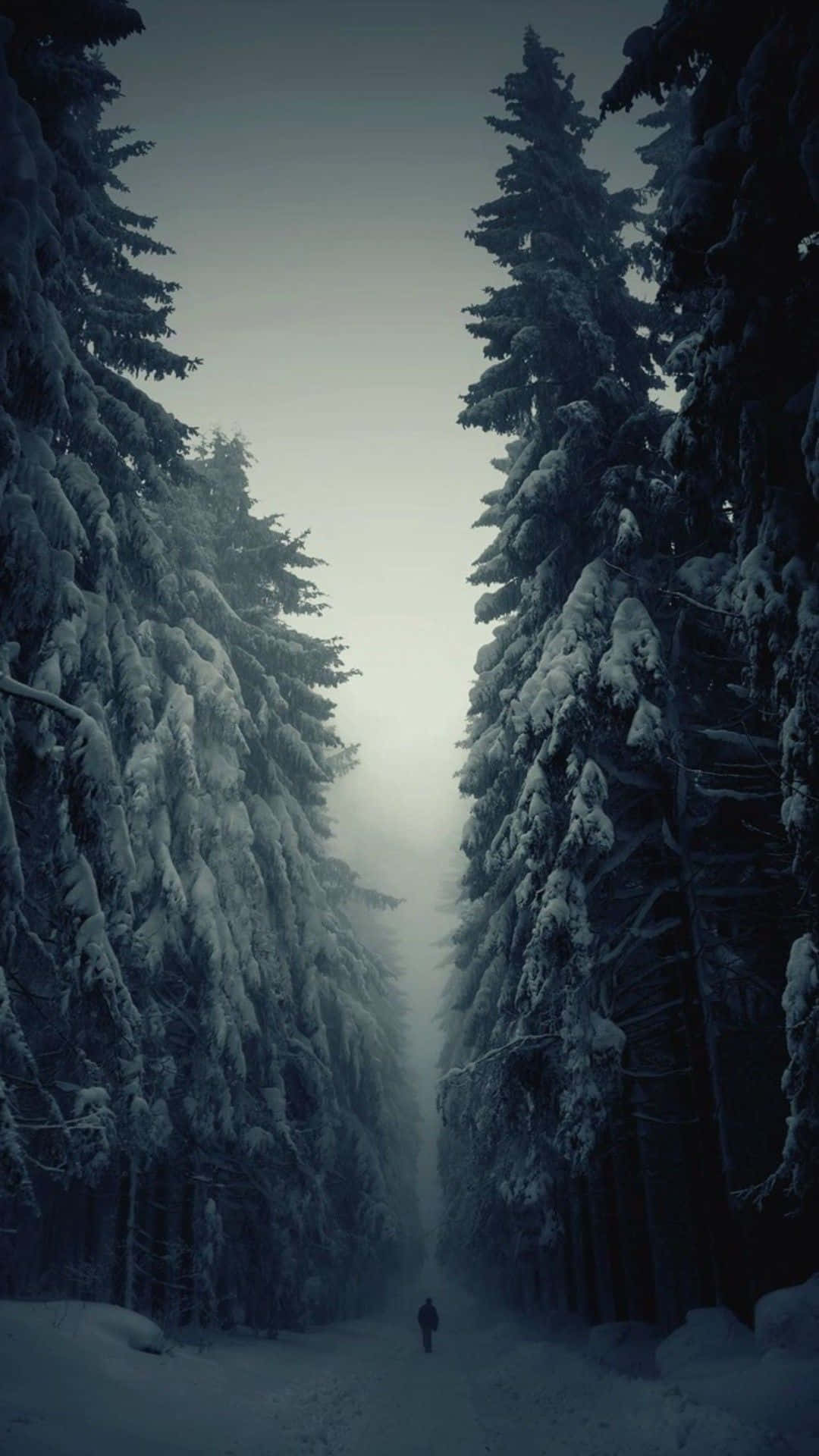 雪 桌布 壁紙 — 一個孤獨的身影走在白雪覆蓋的小徑上，兩旁是高聳的常青樹，天空是沉悶的冬日色調。