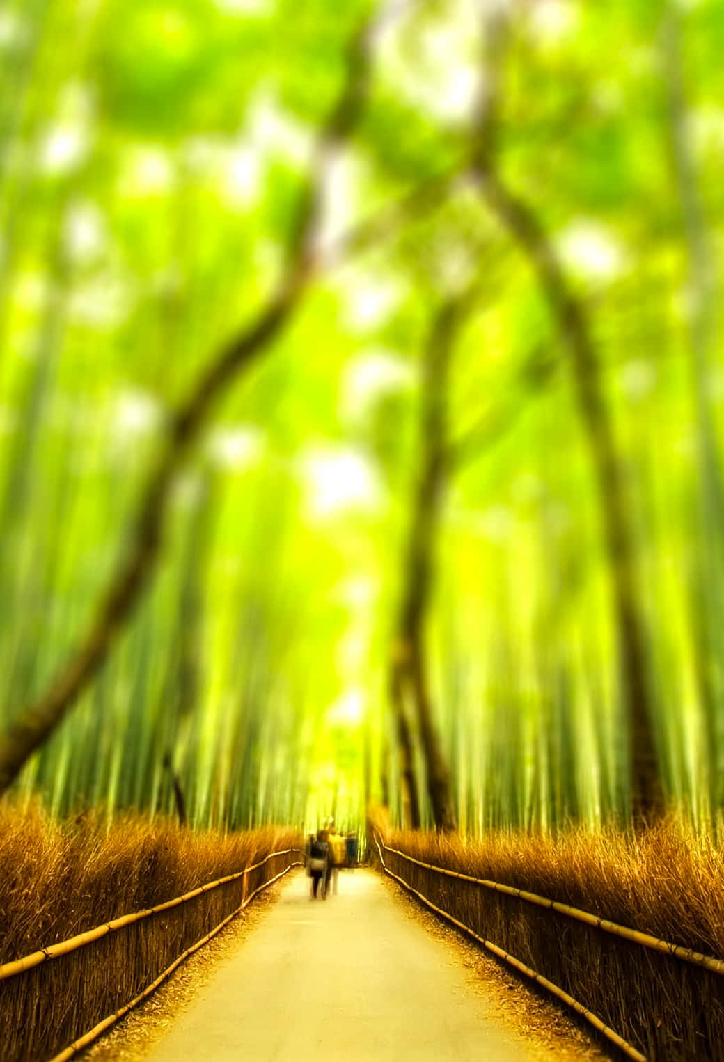 自然 桌布 壁紙 — 一個孤獨的身影走在陽光普照的竹林小徑上，兩旁是高聳的綠色竹竿和金黃色的草叢。