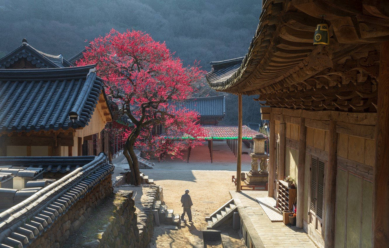 櫻花 桌布 壁紙 — 一個孤獨的身影走過傳統韓國寺廟庭院，周圍環繞著鮮豔的粉紅色花樹和木結構建築，在柔和日光下。
