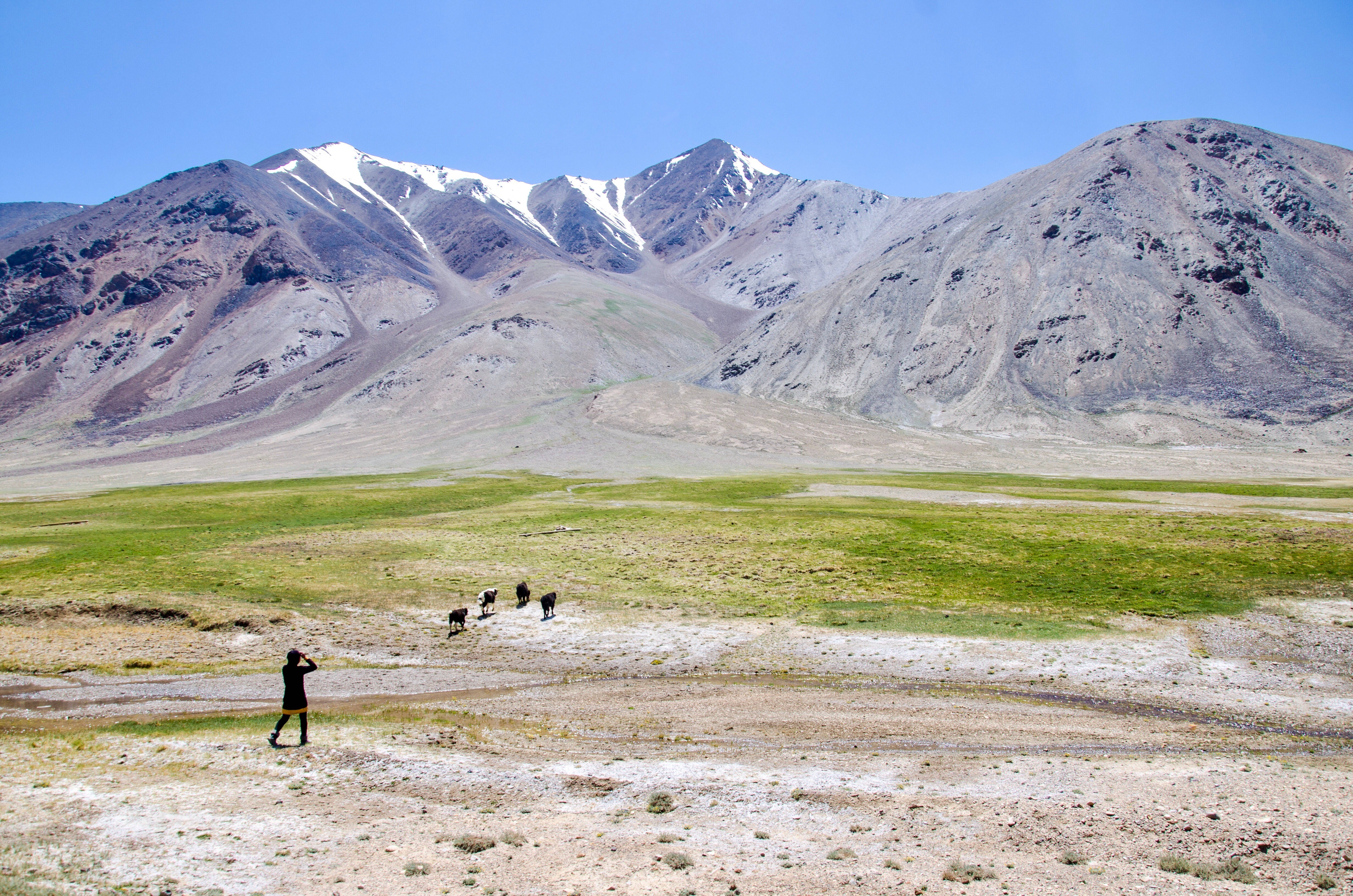 Tajikistan 桌布 壁紙 — 一個孤獨的身影走過廣闊的草地，朝著遠處白雪覆蓋的山脈，在清澈的藍天下。