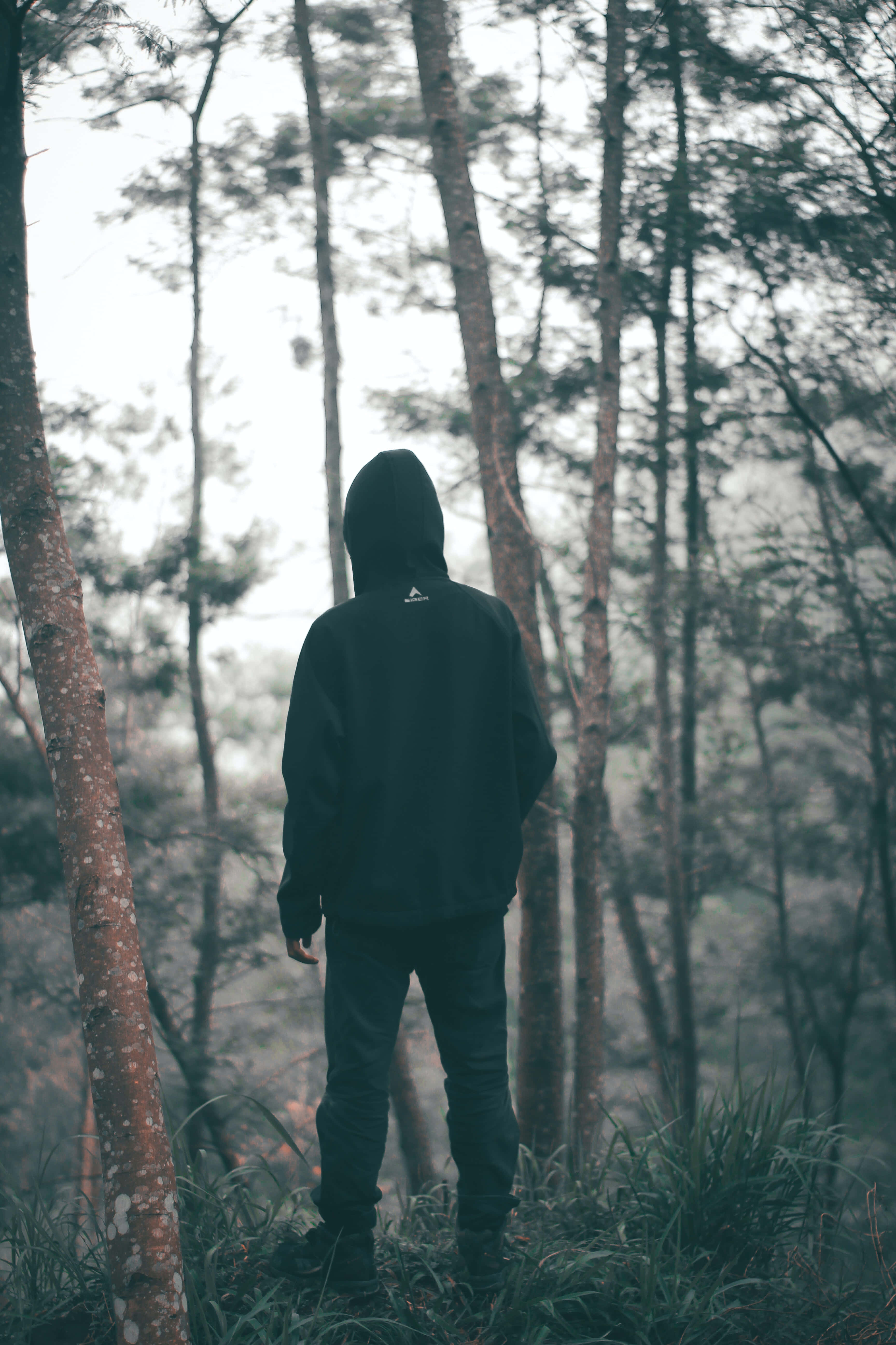 Hoodie 桌布 壁紙 — 一個孤獨的連帽身影在霧氣瀰漫的松林中背光而立，周圍是高聳的樹木和柔和擴散的光線。