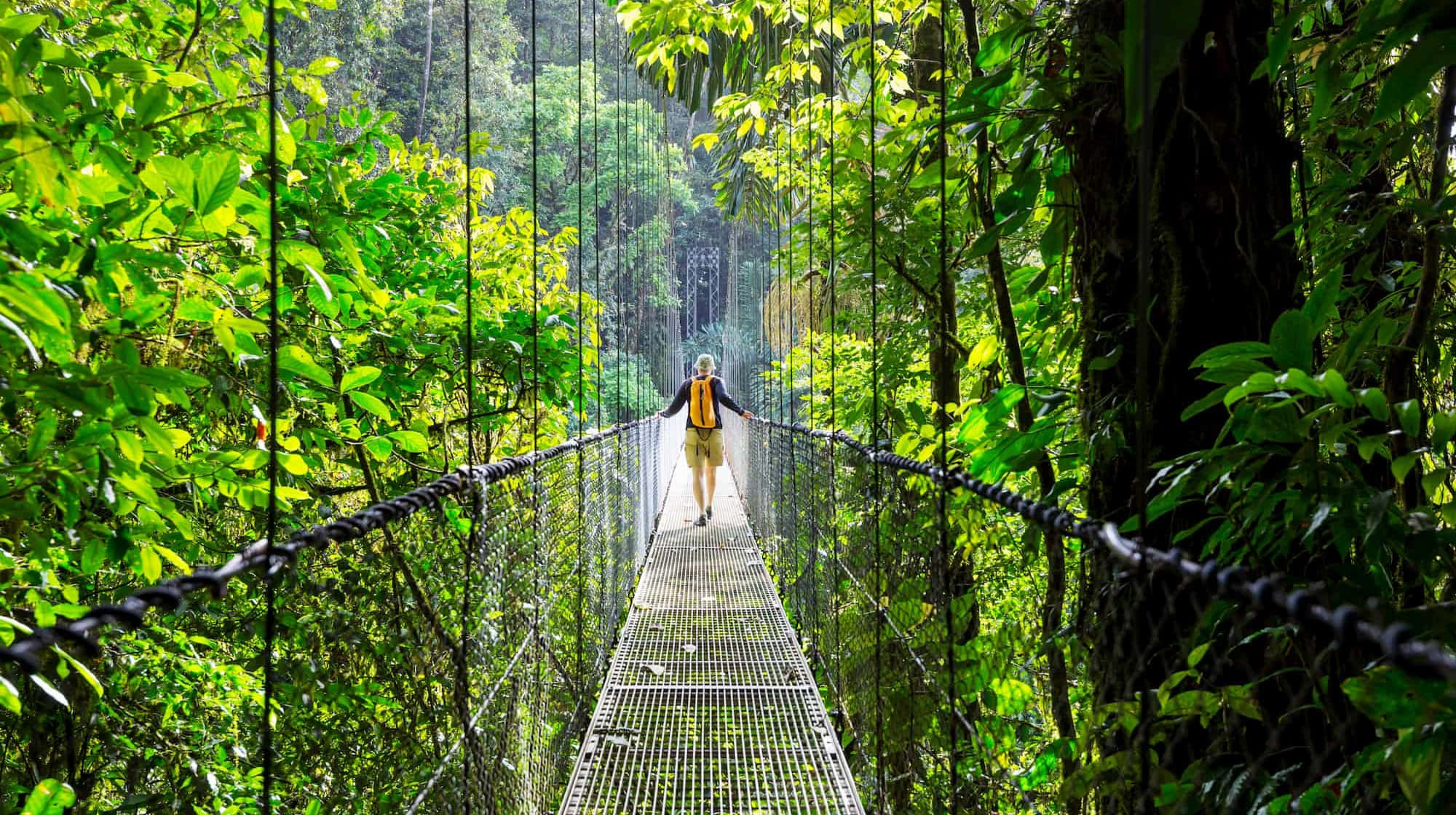 Eco-tourism 桌布 壁紙 — 一個孤獨的遠足者背著黃色背包，走過一條狹窄的吊橋，穿越茂密的綠色叢林樹冠。