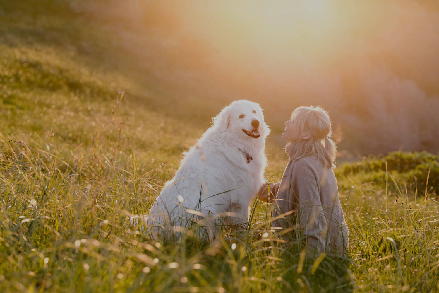 Dog And Girl 桌布 壁紙 — 一個孩子和一隻毛茸茸的白狗一起坐在高高的草叢中，沐浴在金色的夕陽下。