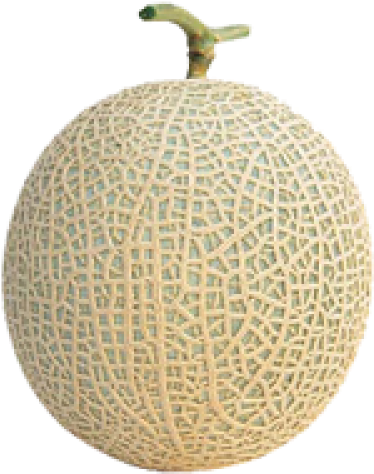 Cantaloupe 桌布 壁紙 — 一個完整的哈密瓜，帶有網狀外皮和綠色莖，背景透明。