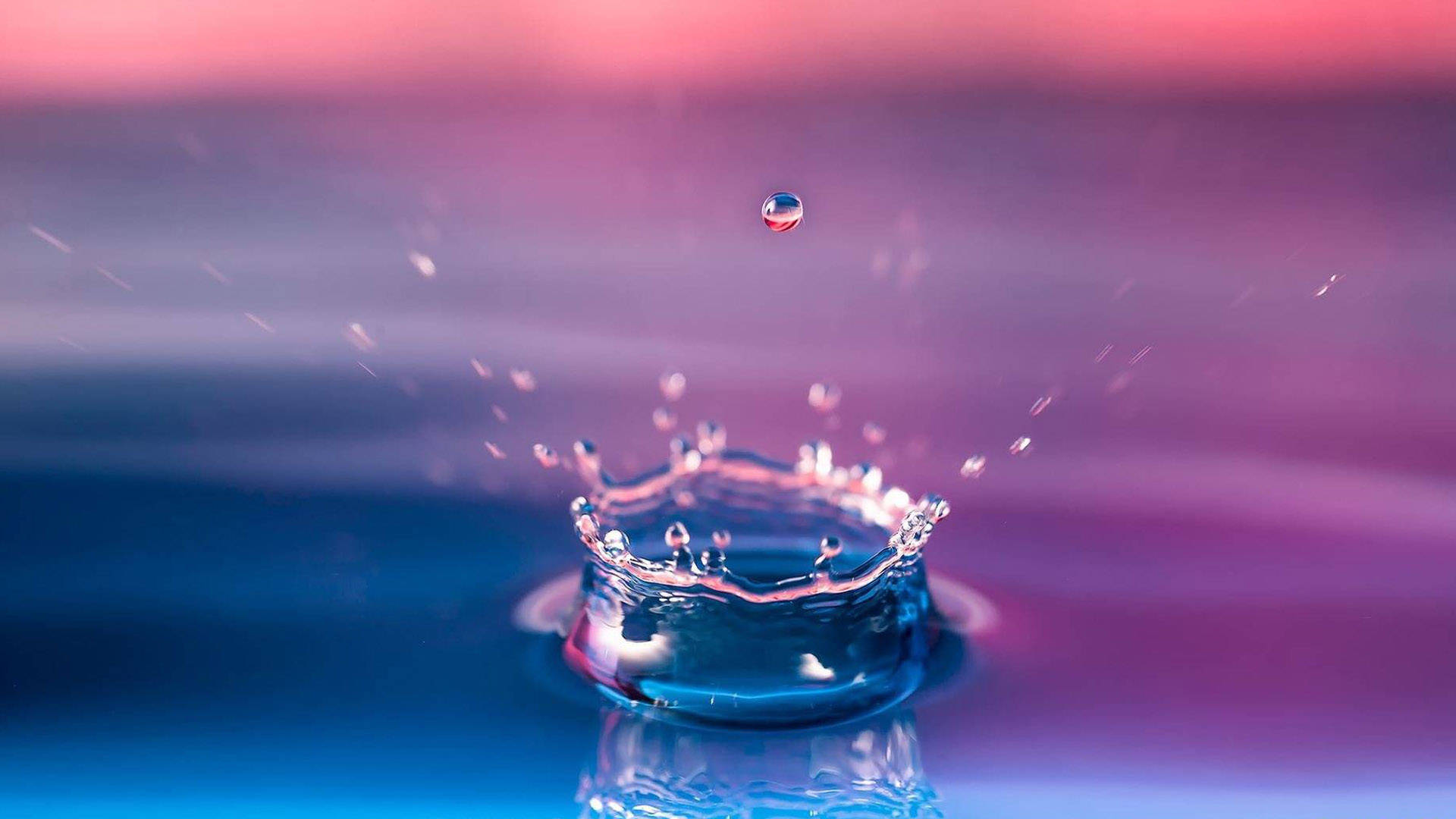 Water Splash 桌布 壁紙 — 一個完美的水滴皇冠在漸變藍色和粉紅色液體表面濺起。