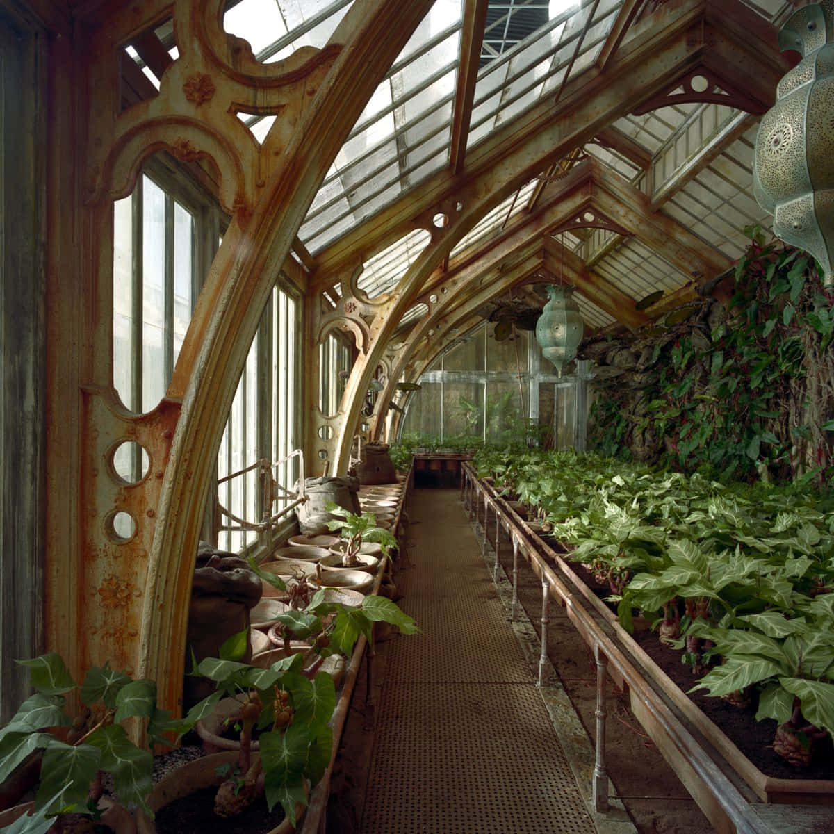 The Hogwarts Greenhouses 桌布 壁紙 — 一個宏偉華麗的溫室，帶有生鏽的鐵拱門和玻璃屋頂，在柔和自然光線下保護著一排排茂盛的綠色植物。