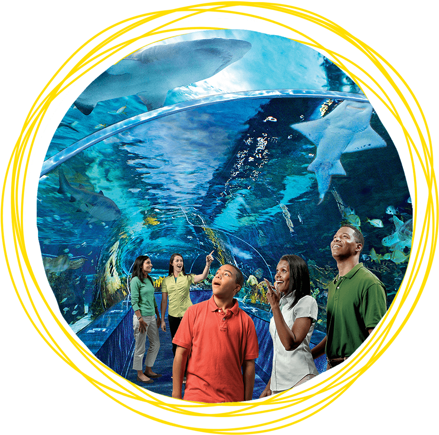 水族箱 桌布 壁紙 — 一個家庭透過彎曲的水族館隧道向上仰望，鯊魚和魟魚在充滿活力的藍色水中滑過。