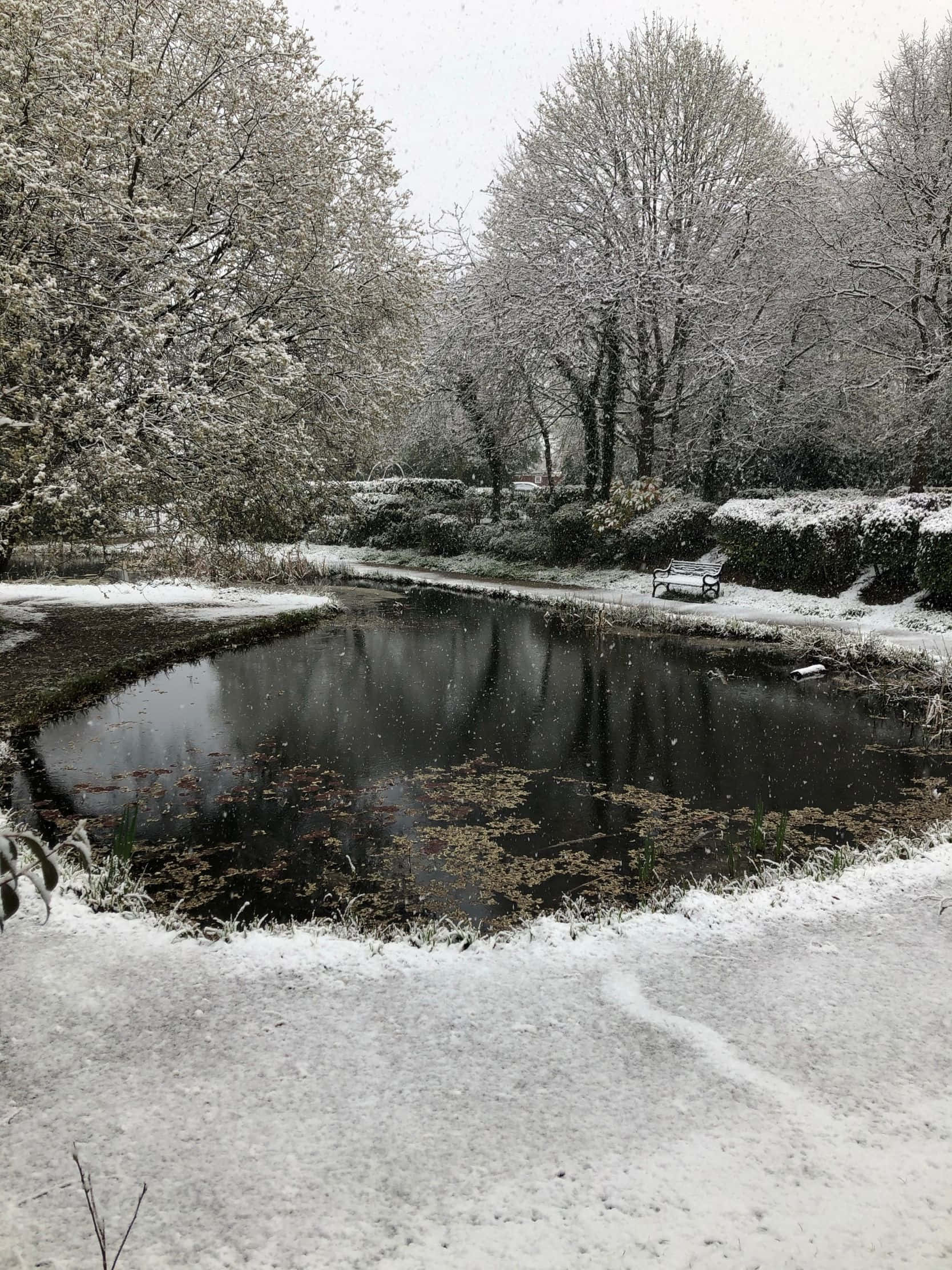 1668x2224 桌布 壁紙 — 一個寧靜公園中被雪覆蓋的池塘，有光禿禿的樹木和一條孤獨的長椅倒映在靜止的水面上。