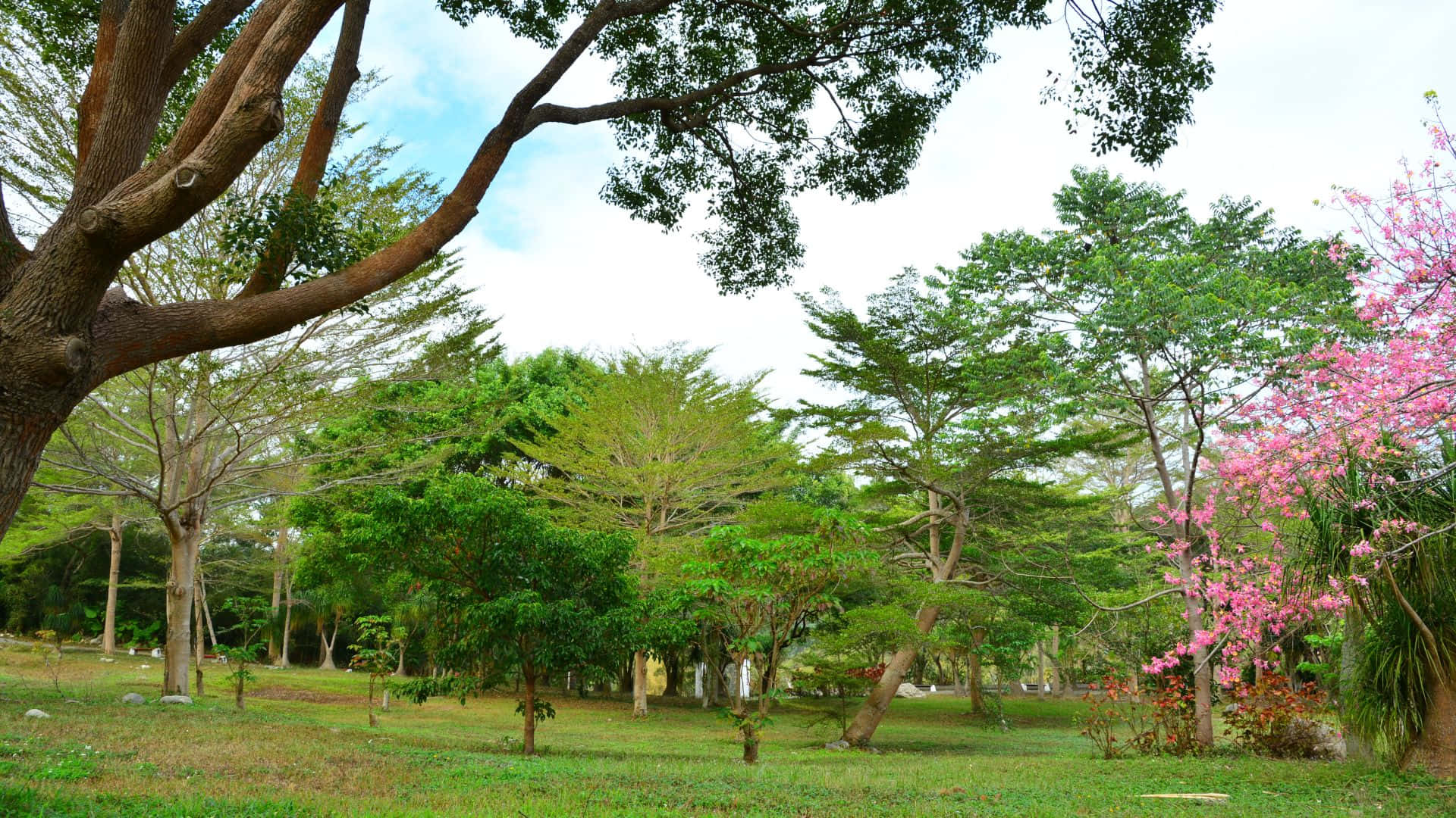 風景動畫 桌布 壁紙 — 一個寧靜的公園場景，有茂密的綠樹和一棵鮮豔的粉紅色開花樹，在明亮的天空下。