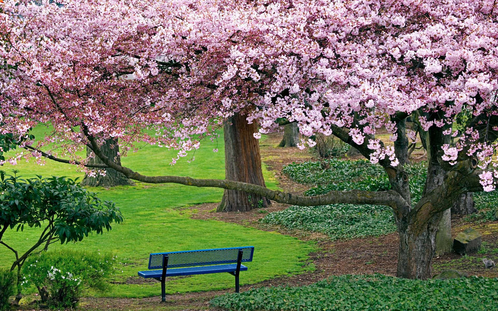 Spring Trees 桌布 壁紙 — 一個寧靜的公園場景，藍色長椅坐落在充滿活力的粉紅色櫻花樹冠下。