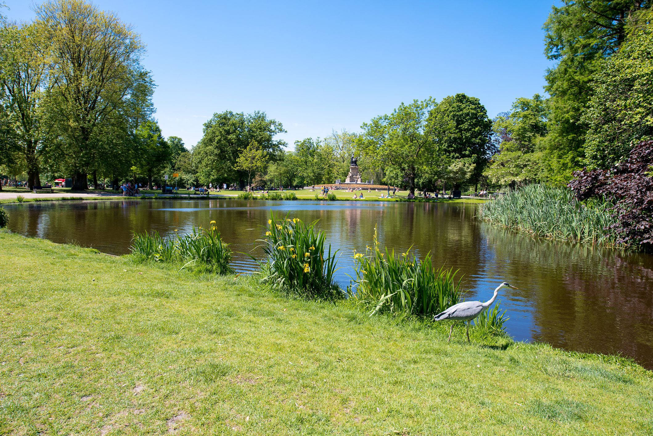 Amsterdam 桌布 壁紙 — 一個寧靜的公園池塘，四周環繞著茂密的綠樹和草地，一隻蒼鷺在清澈的藍天下站在水邊。