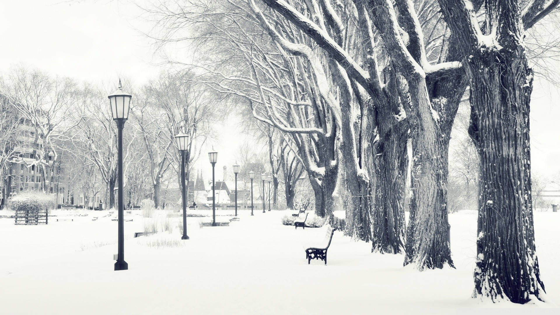 White HD 桌布 壁紙 — 一個寧靜的冬季公園場景，白雪覆蓋的樹木、長椅和路燈，在蒼白的天空下。