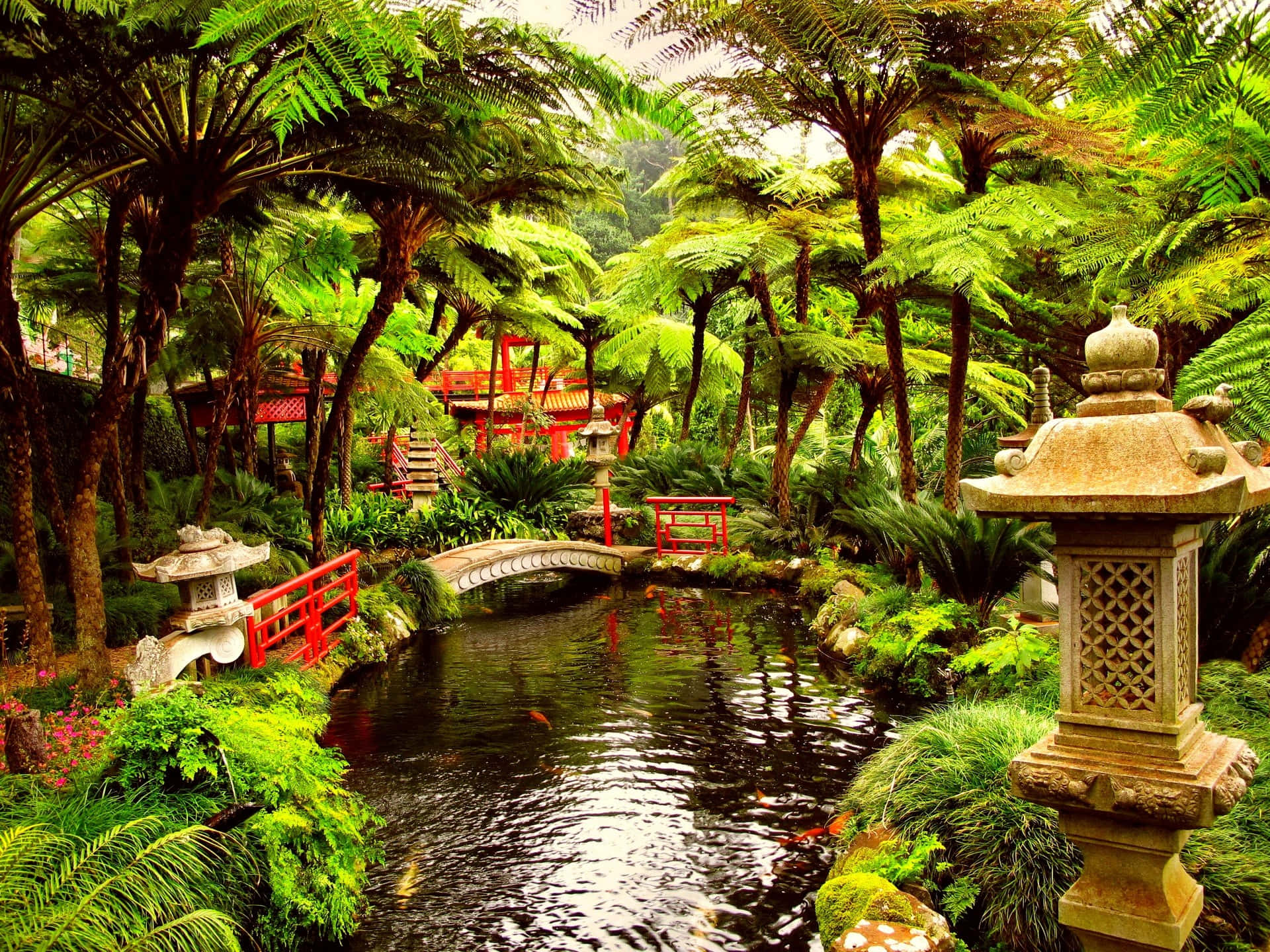 日本 桌布 壁紙 — 一個寧靜的日本庭園，內有石燈籠、紅色小橋、錦鯉池和茂密的蕨類植物，在柔和日光下。