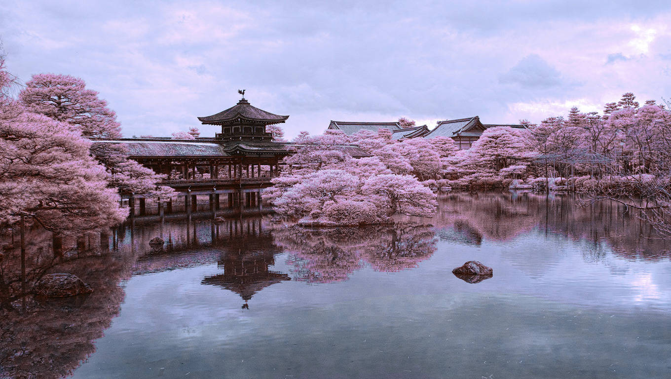 京都 桌布 壁紙 — 一個寧靜的日本花園，傳統木造亭閣倒映在平靜的水面上，周圍環繞著盛開的粉紅櫻花樹，在柔和的暮色天空下。