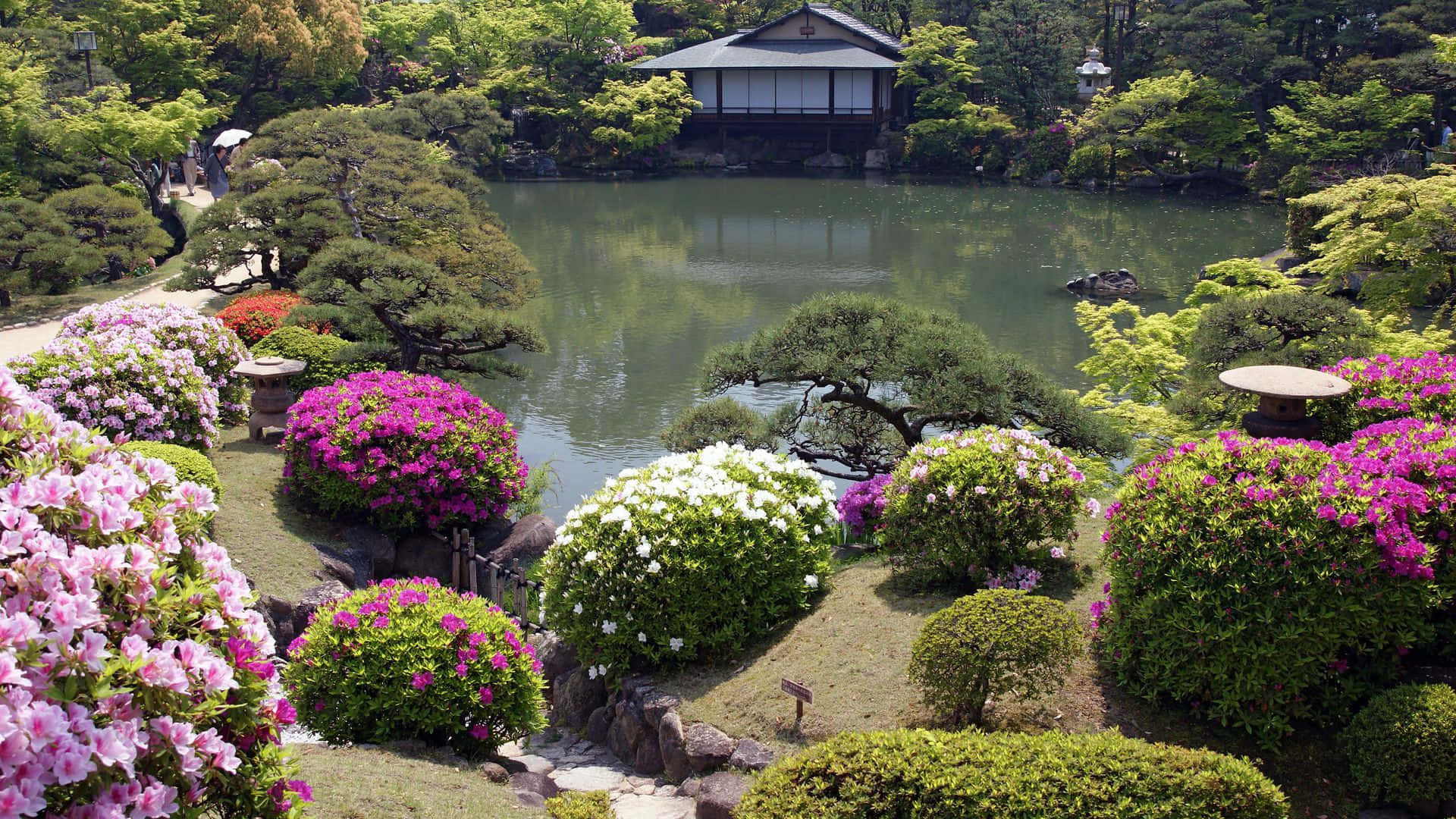 Relaxation 桌布 壁紙 — 一個寧靜的日本花園，有一個平靜的池塘，周圍環繞著充滿活力的粉紅色和白色開花灌木以及精心修剪的樹木。