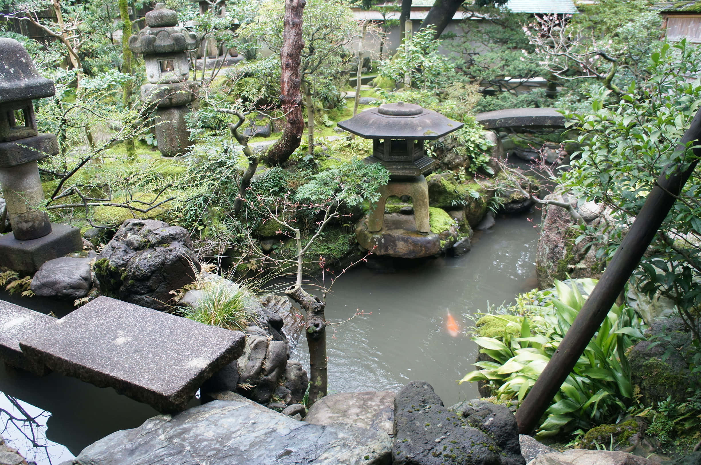 Samurai Garden 桌布 壁紙 — 一個寧靜的日本花園，有長滿青苔的石燈籠和一個被茂密綠植環繞的錦鯉池。