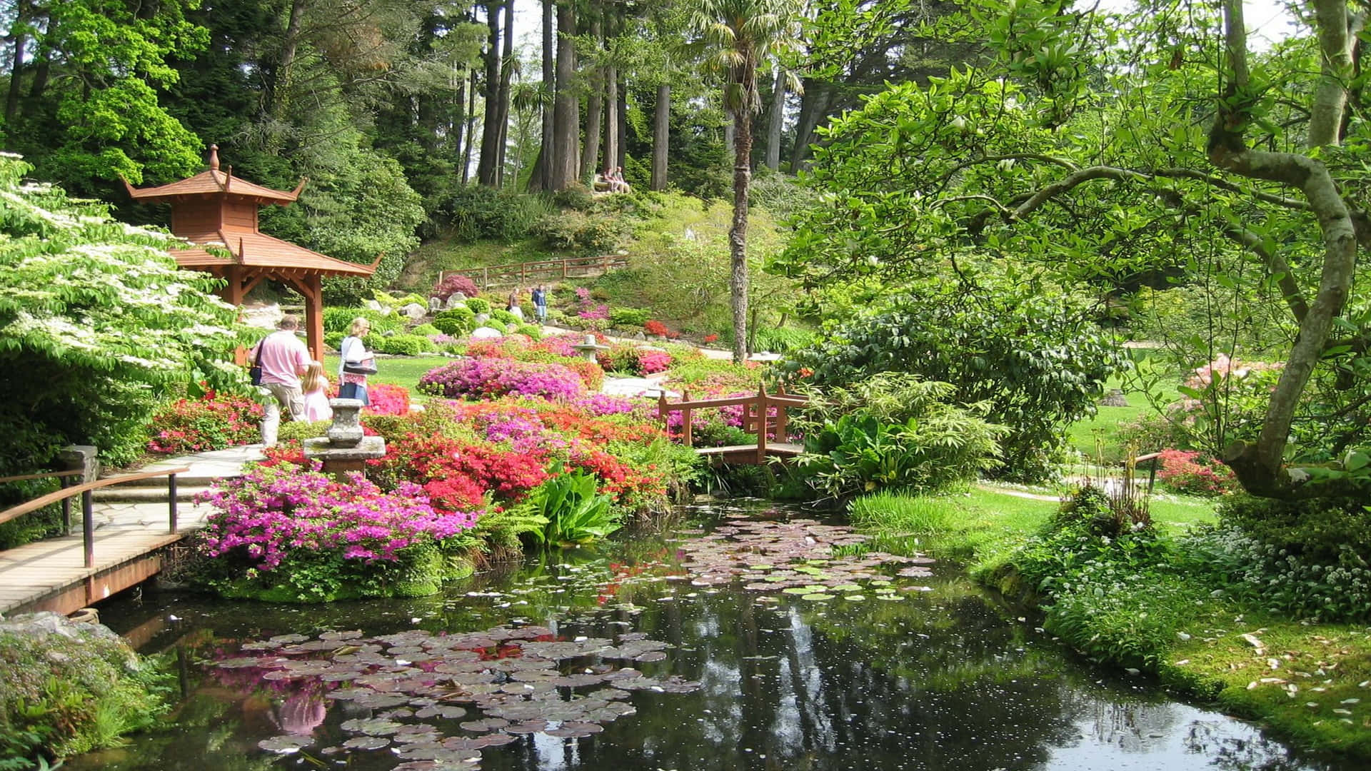 Japan Landscape 桌布 壁紙 — 一個寧靜的日本花園，池塘周圍盛開著鮮豔的粉紅色和紅色杜鵑花，池塘裡有睡蓮和木橋，在茂密的綠樹下。