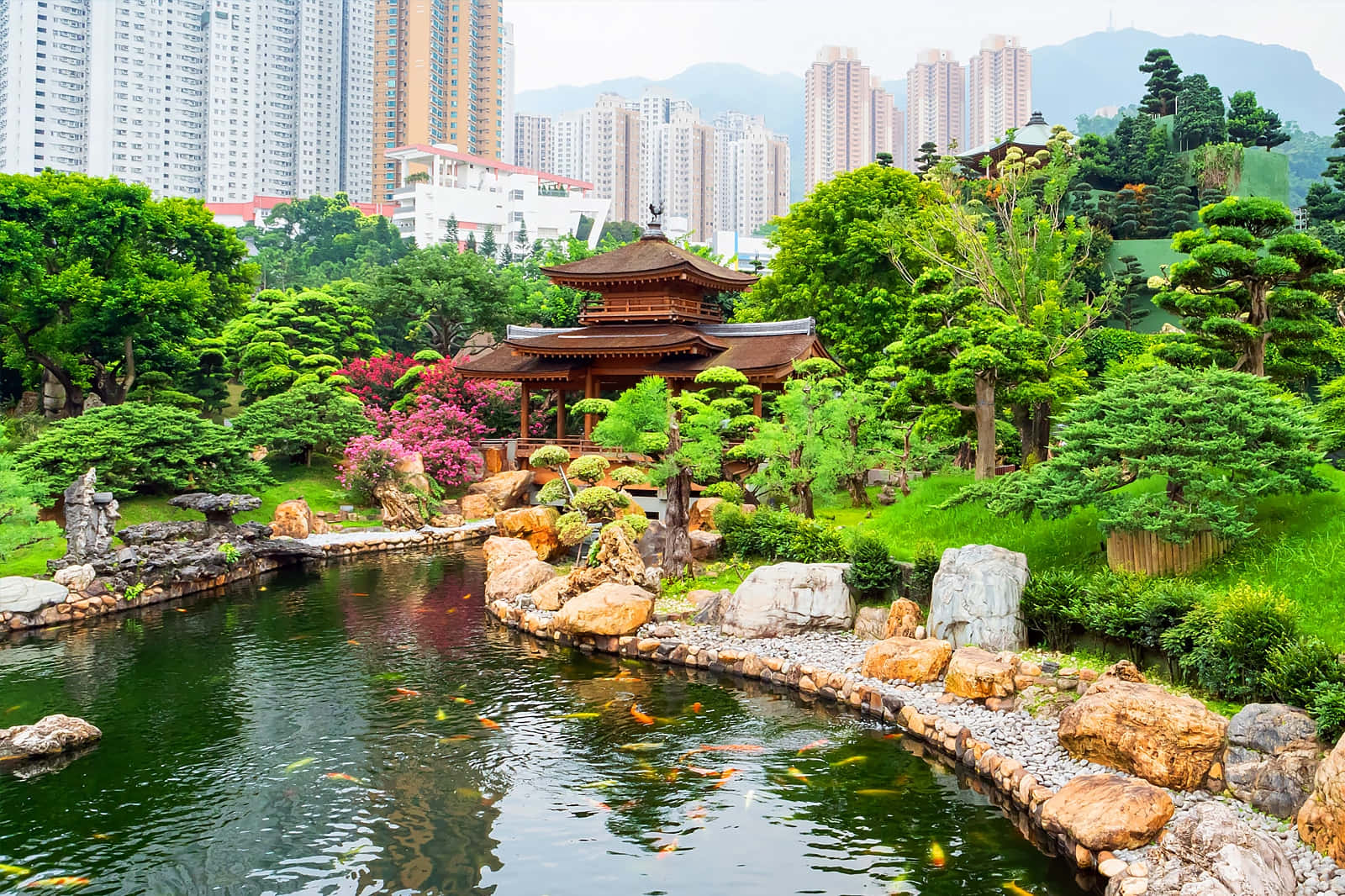 香港 桌布 壁紙 — 一個寧靜的日本花園，設有錦鯉池和木製亭閣，坐落在茂密的綠植中，背景是現代化的城市摩天大樓。