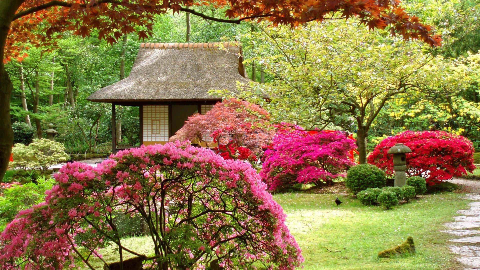 Spring Garden 桌布 壁紙 — 一個寧靜的日本花園，鮮豔的粉紅色和紅色開花灌木環繞著一個茅草屋頂的亭子，上方是秋葉的樹冠。