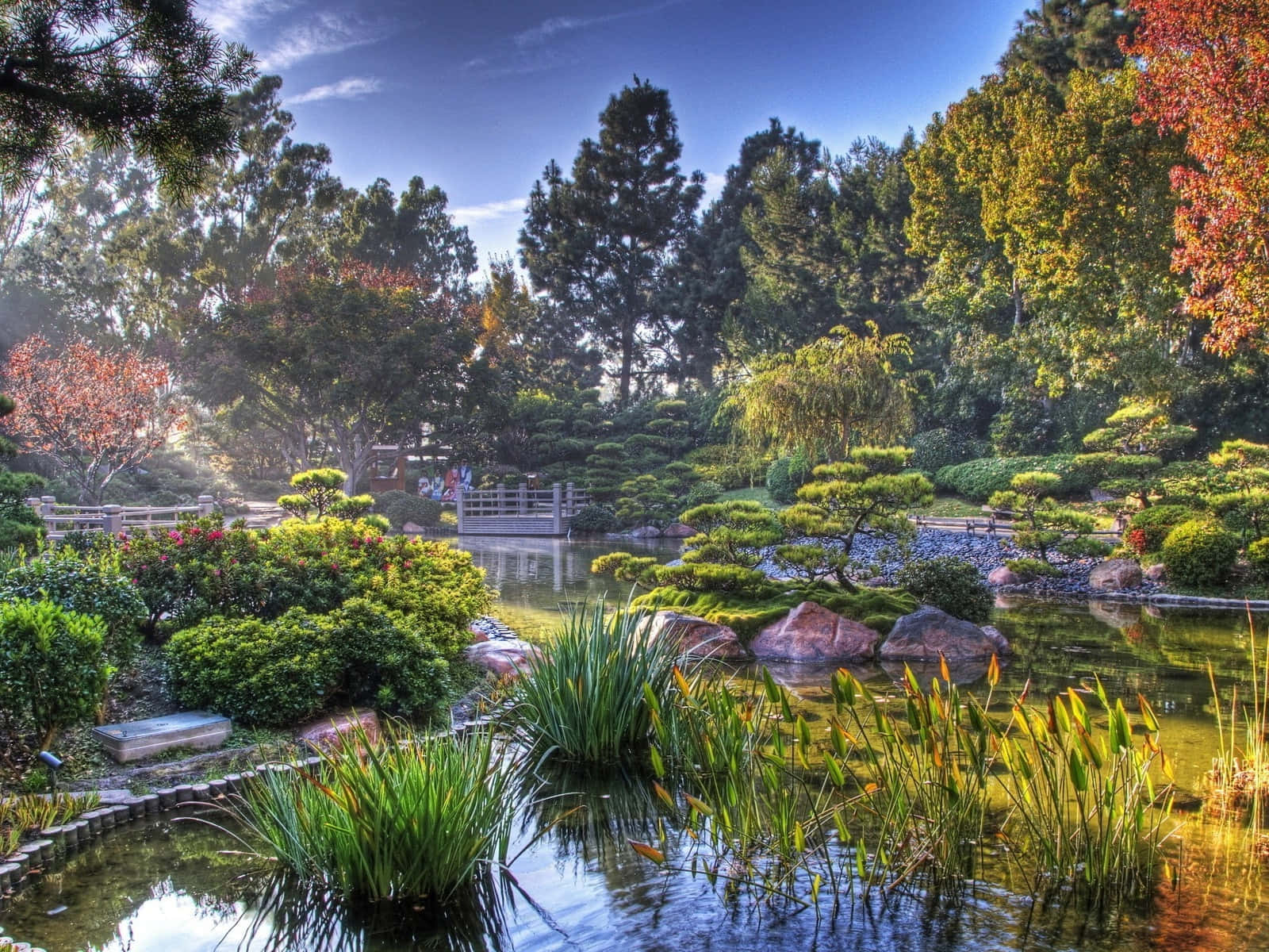 Nature Garden 桌布 壁紙 — 一個寧靜的日本花園池塘，周圍是修剪整齊的灌木和秋樹，在清澈的藍天下。