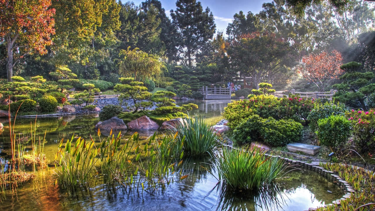 Samurai Garden 桌布 壁紙 — 一個寧靜的日本花園池塘，有錦鯉和蓮花植物，周圍是修剪整齊的灌木和秋樹，沐浴在金色的晨光中。
