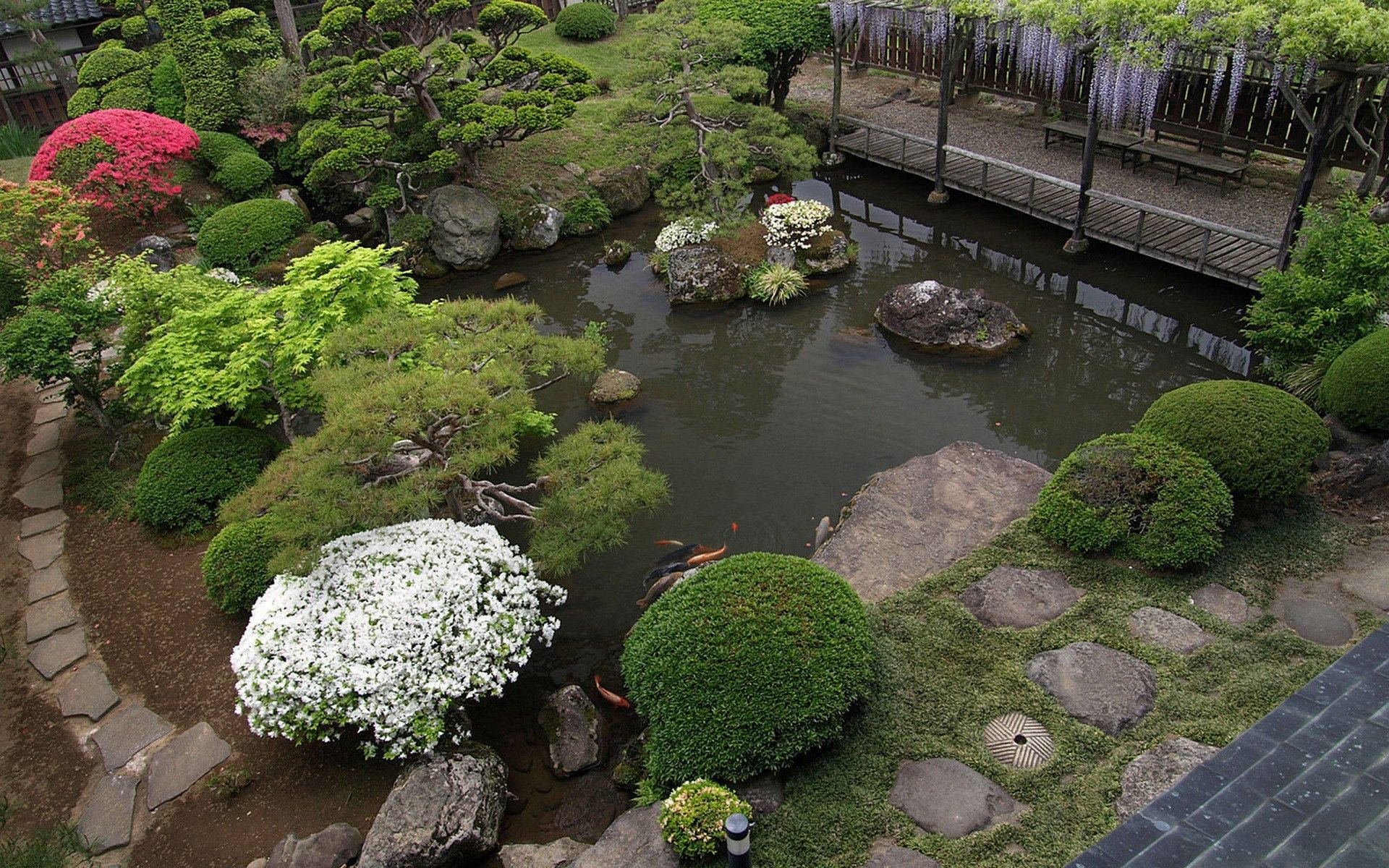 Garden 桌布 壁紙 — 一個寧靜的日本花園池塘，錦鯉在岩石和精心修剪的綠色灌木及開花灌木叢中游動。