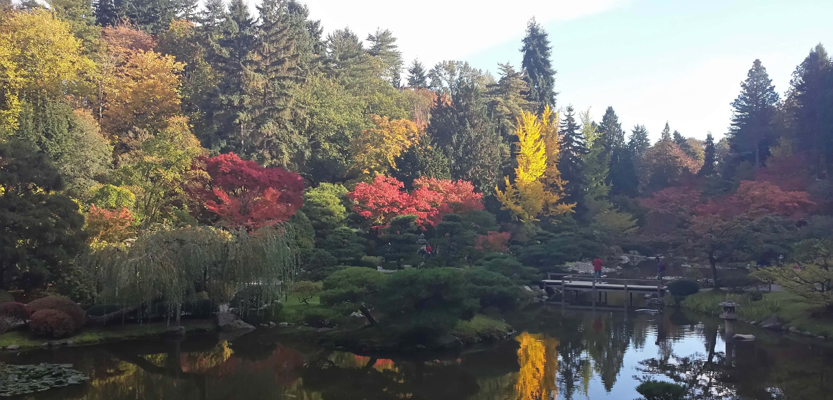 Outside 桌布 壁紙 — 一個寧靜的日本花園池塘倒映著色彩繽紛的秋樹，紅黃綠葉在晴朗的天空下。