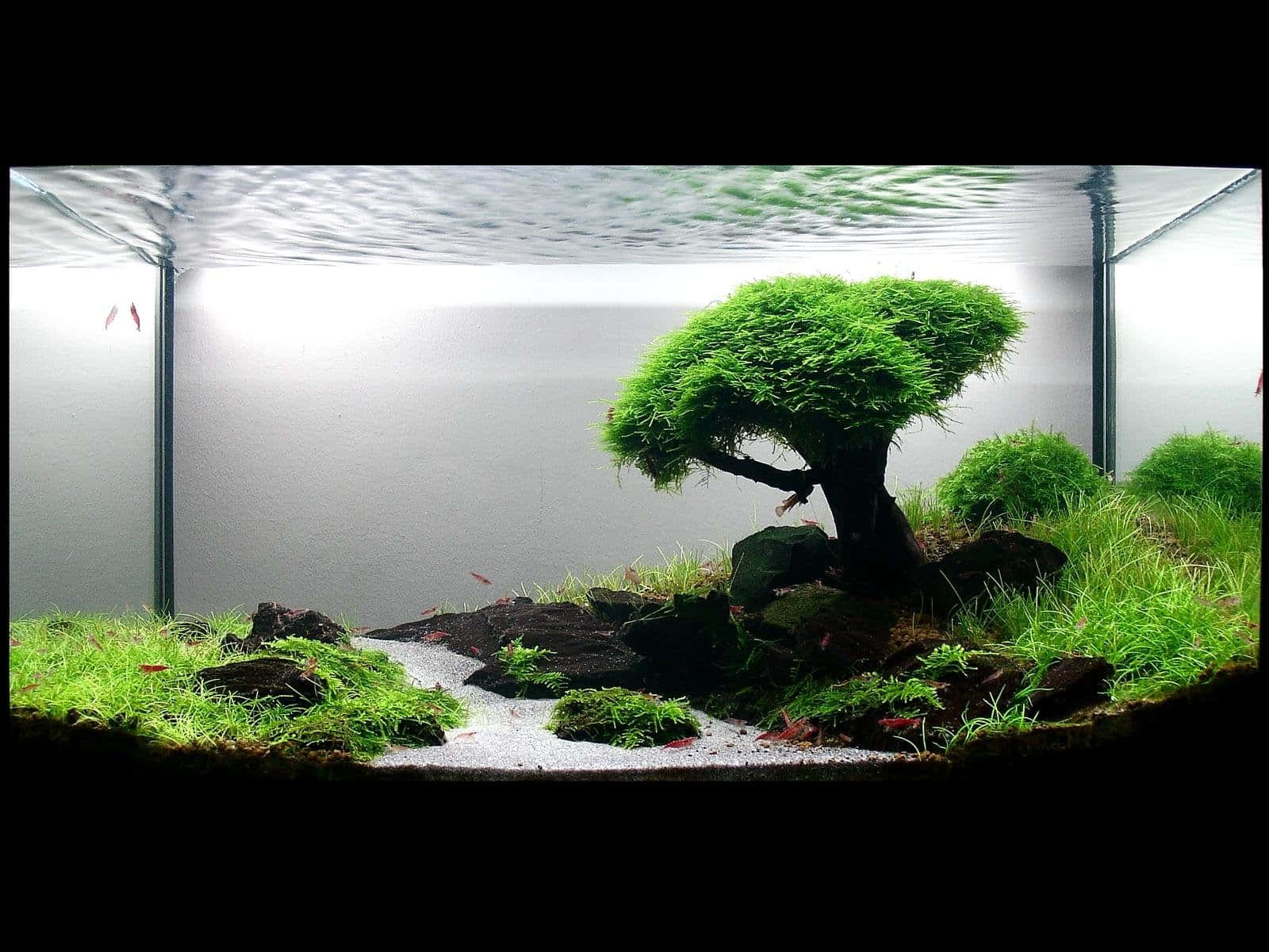 桌布 壁紙 — 一個寧靜的水族箱場景，以一棵茂密青苔覆蓋的樹木為中心，周圍環繞著岩石和草叢，有小魚游動。