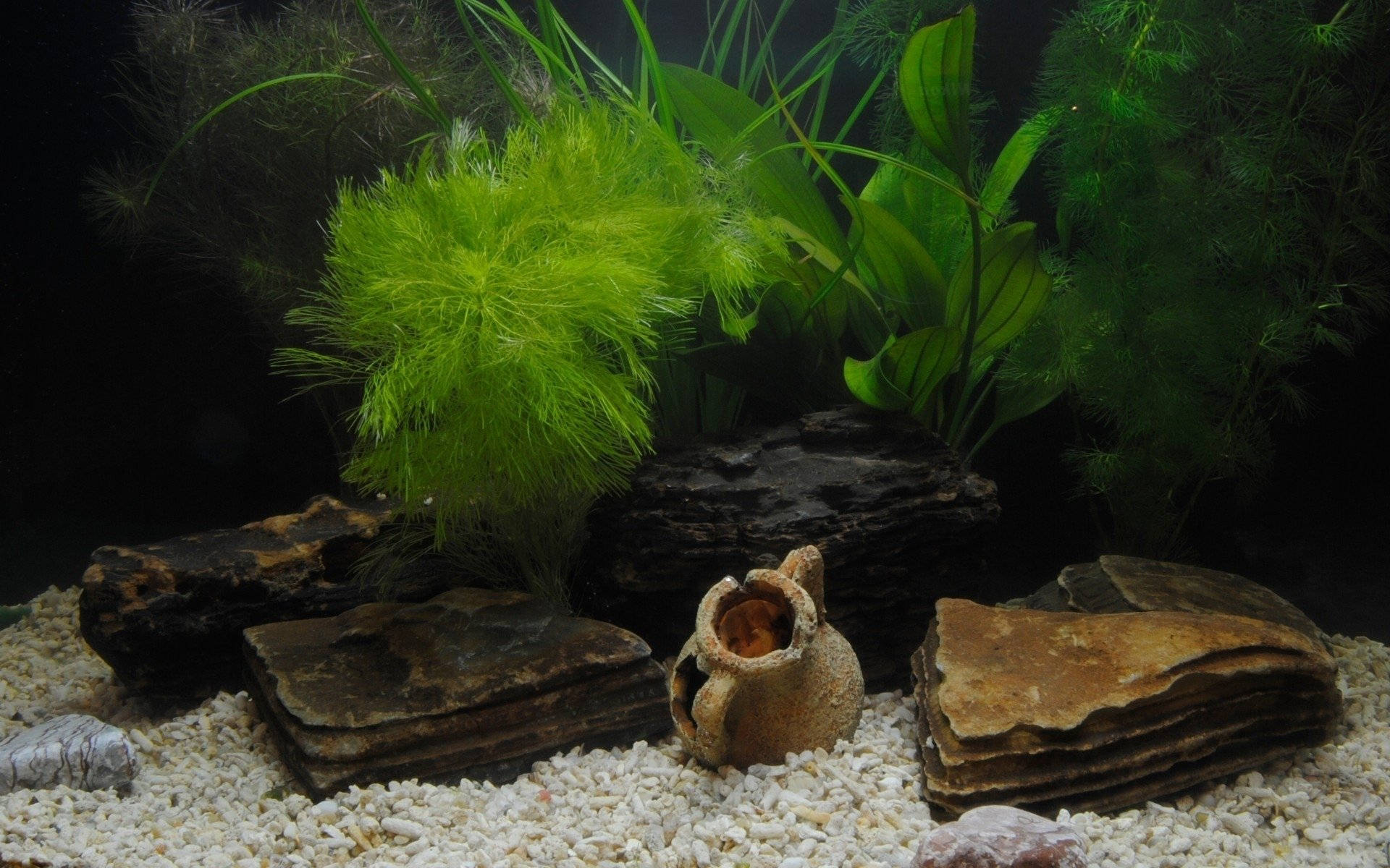 Aquarium 桌布 壁紙 — 一個寧靜的水族箱場景，有充滿活力的綠色水生植物、深色浮木和一個放在白色礫石上的陶瓷盆。