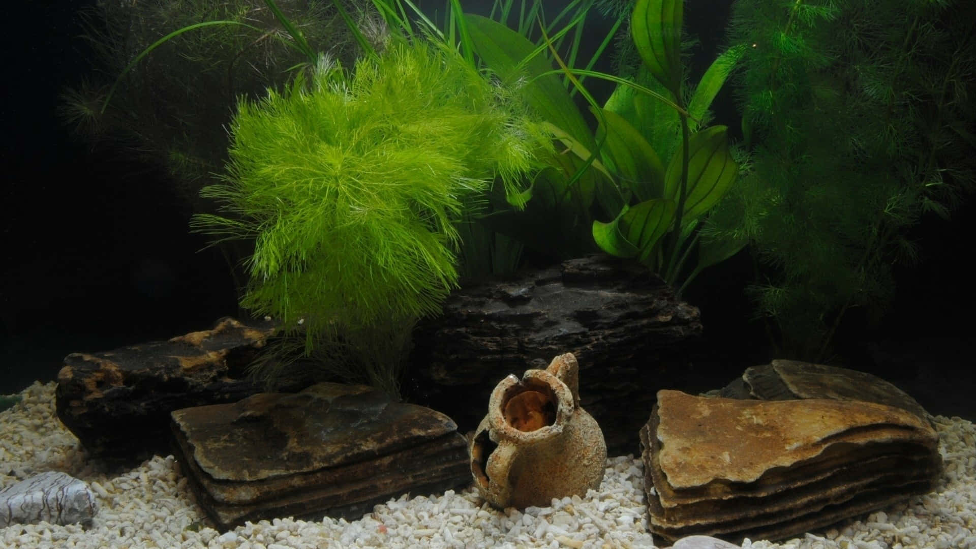 3d Fish Tank 桌布 壁紙 — 一個寧靜的水族箱場景，有茂盛的綠色植物、深色沉木和一個放在白色礫石上的陶瓷盆。