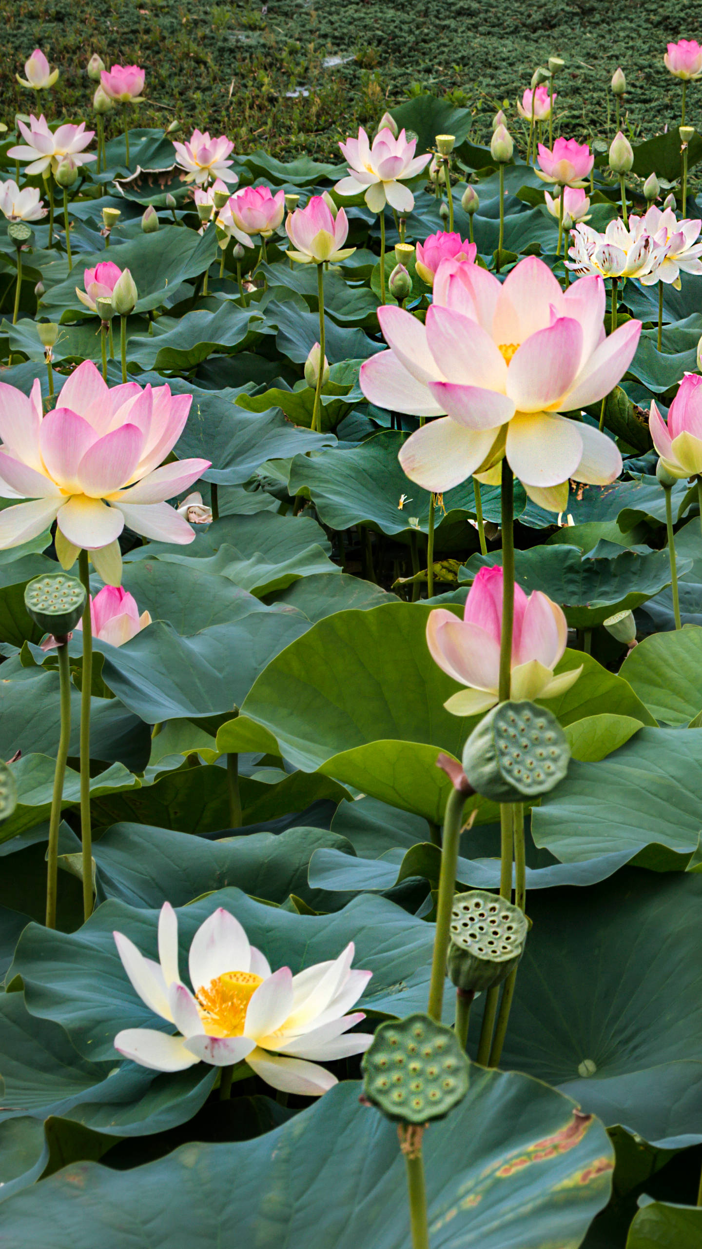 花 桌布 壁紙 — 一個寧靜的池塘，充滿了盛開的粉紅色和白色蓮花，以及大片的綠色荷葉，在明亮的日光下。