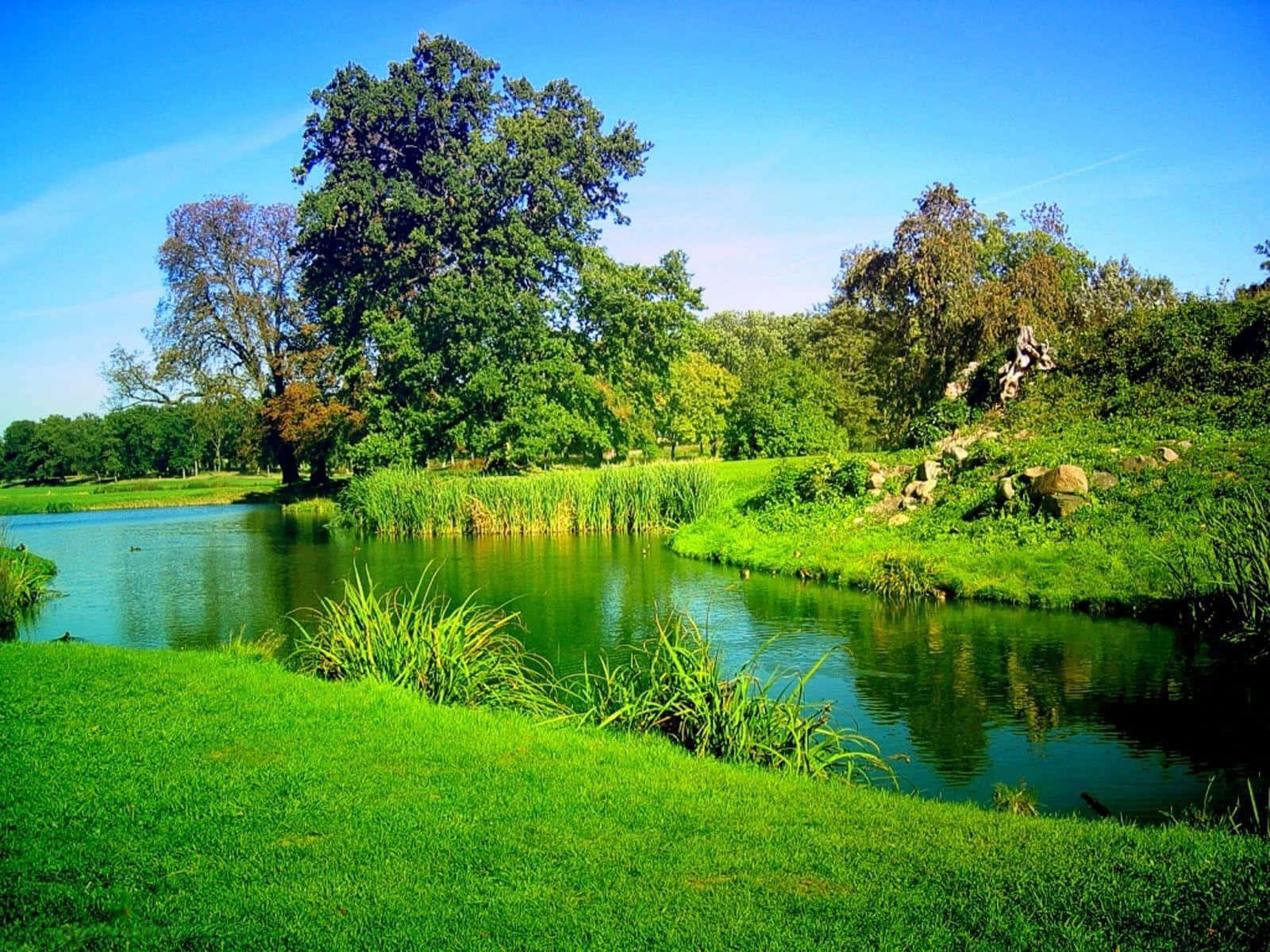 Photography Nature 桌布 壁紙 — 一個寧靜的池塘，周圍環繞著茂密的綠草和高大的樹木，上方是清澈的藍天。