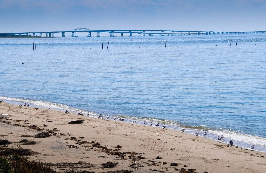 海洋藍 桌布 壁紙 — 一個寧靜的海灘場景，海鷗沿著海岸線，一條長長的藍色橋樑在晴朗的天空下延伸穿過平靜的水面。
