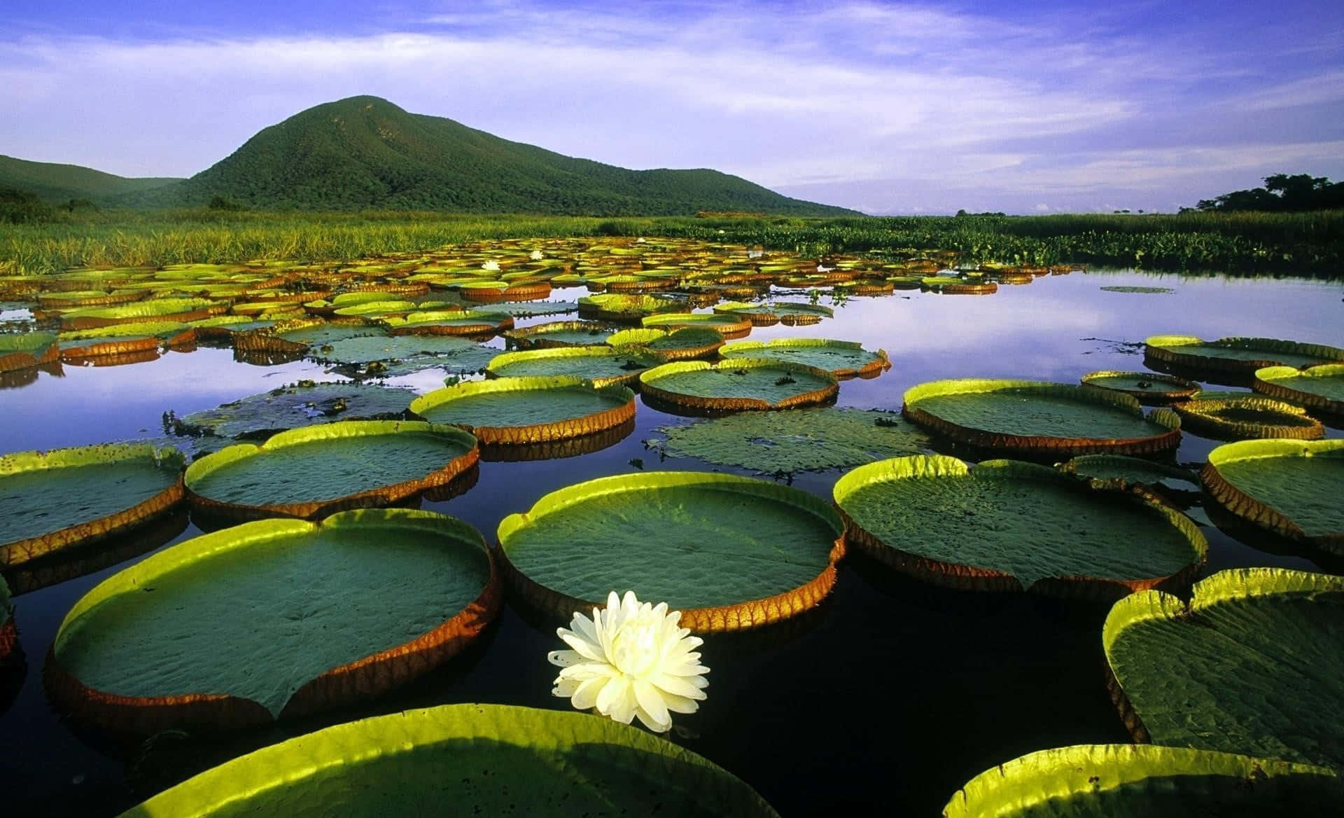 Pond 桌布 壁紙 — 一個寧靜的湖泊，佈滿巨大的綠色睡蓮葉和一朵白色睡蓮花，背景是鬱鬱蔥蔥的綠色山丘。