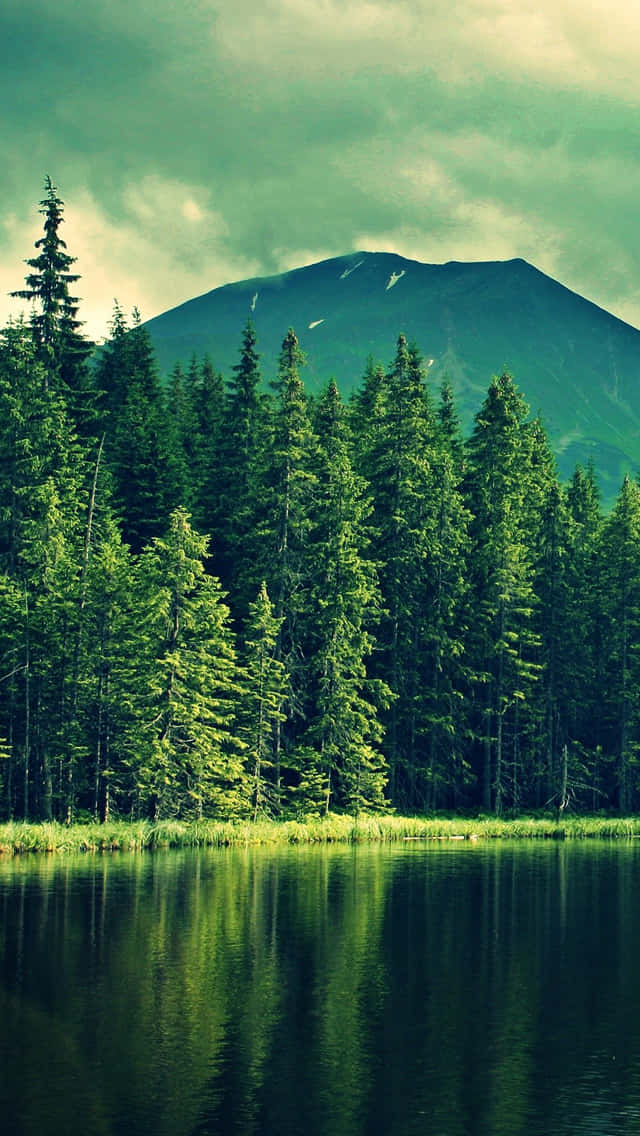 Trees iPhone 桌布 壁紙 — 一個寧靜的湖泊倒映著茂密的高大常綠樹林和遠處的山峰，在陰鬱的綠色天空下。