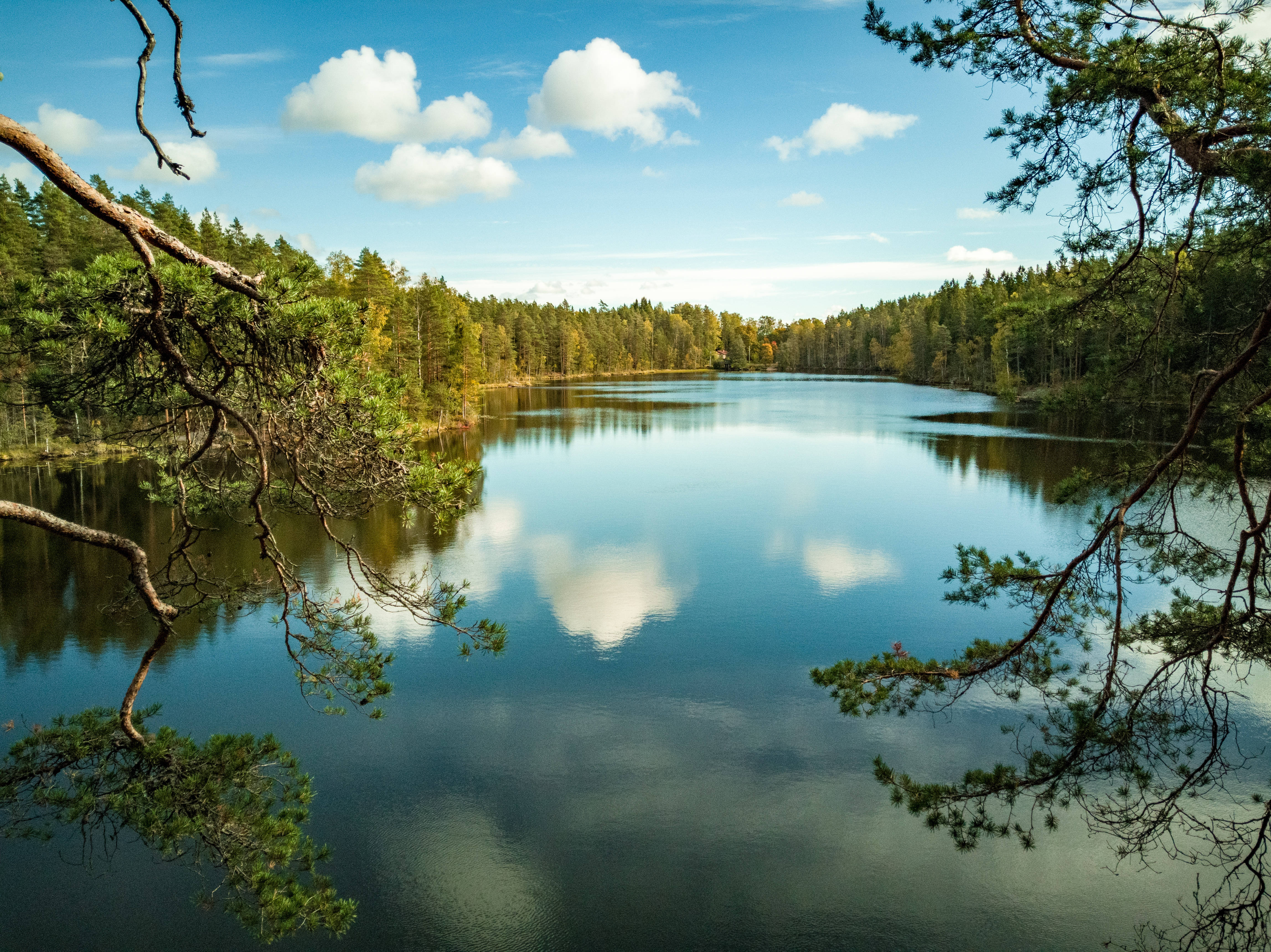 Finland 桌布 壁紙 — 一個寧靜的湖泊映照著藍天白雲，周圍環繞著松樹和垂下的樹枝。